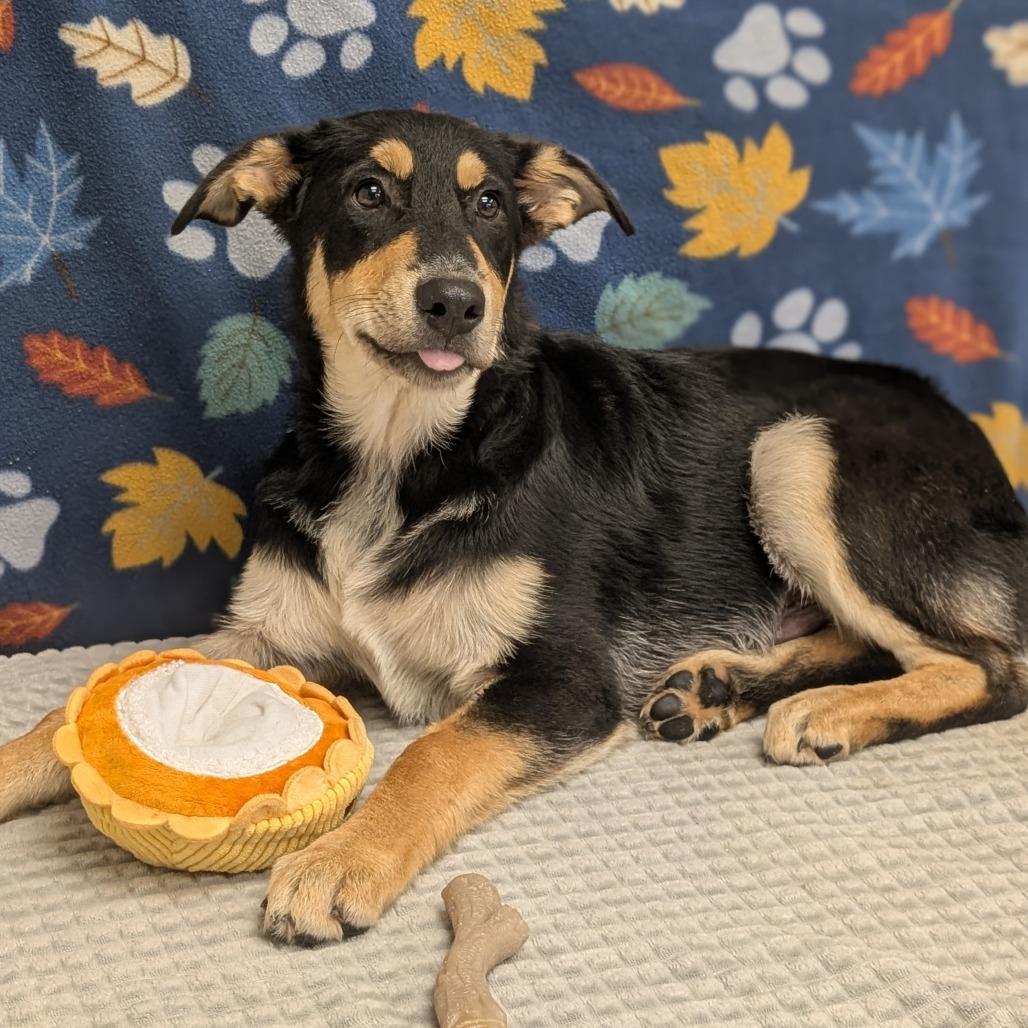 Enlarge Frito, a Adoptable mixed breed in Bryan, TX image 1/3