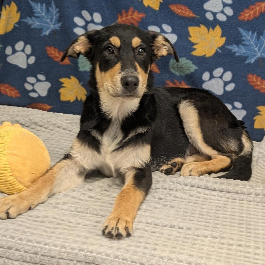 Enlarge Frito, a Adoptable mixed breed in Bryan, TX image 2/3