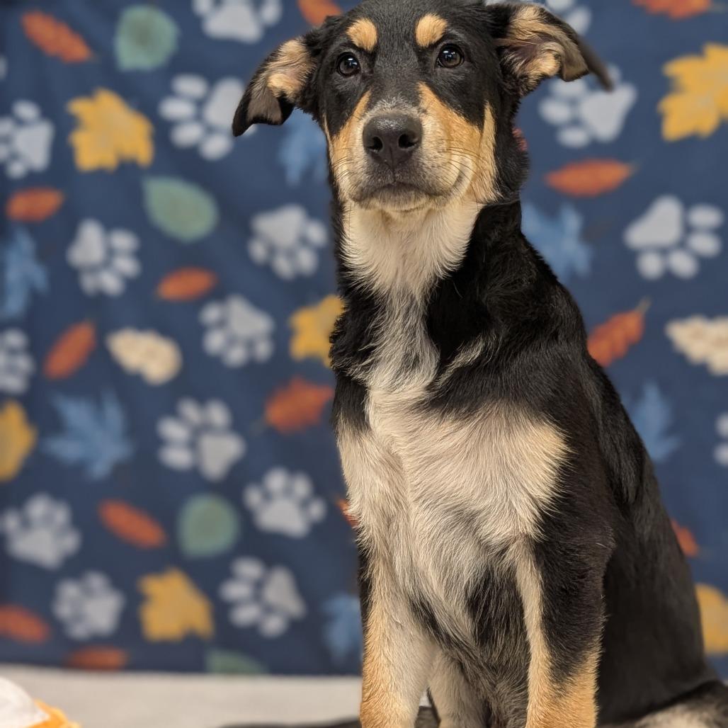 Enlarge Frito, a Adoptable mixed breed in Bryan, TX image 3/3