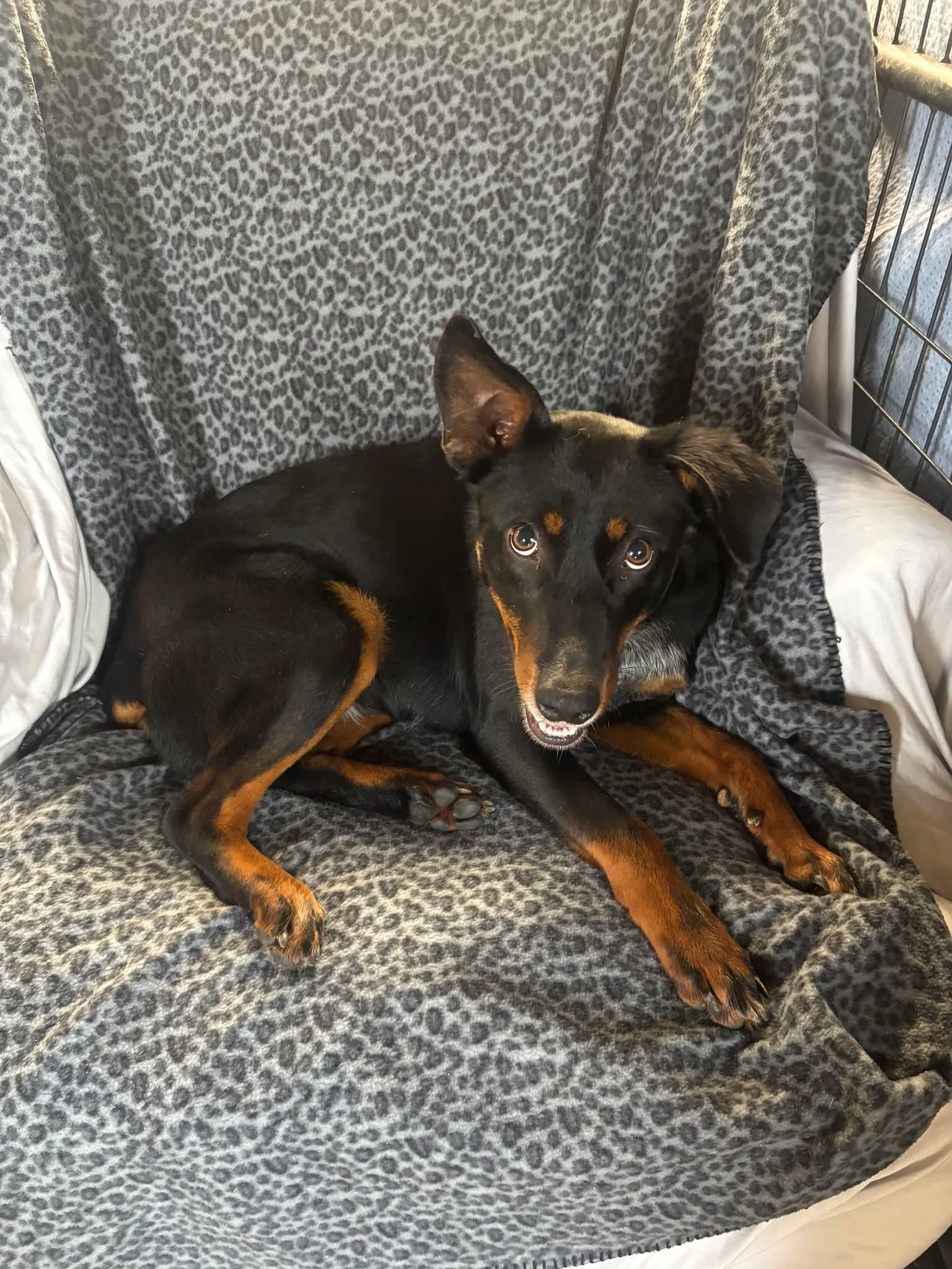 Pheonix, ADOPTABLE, Young Female Doberman Pinscher.
