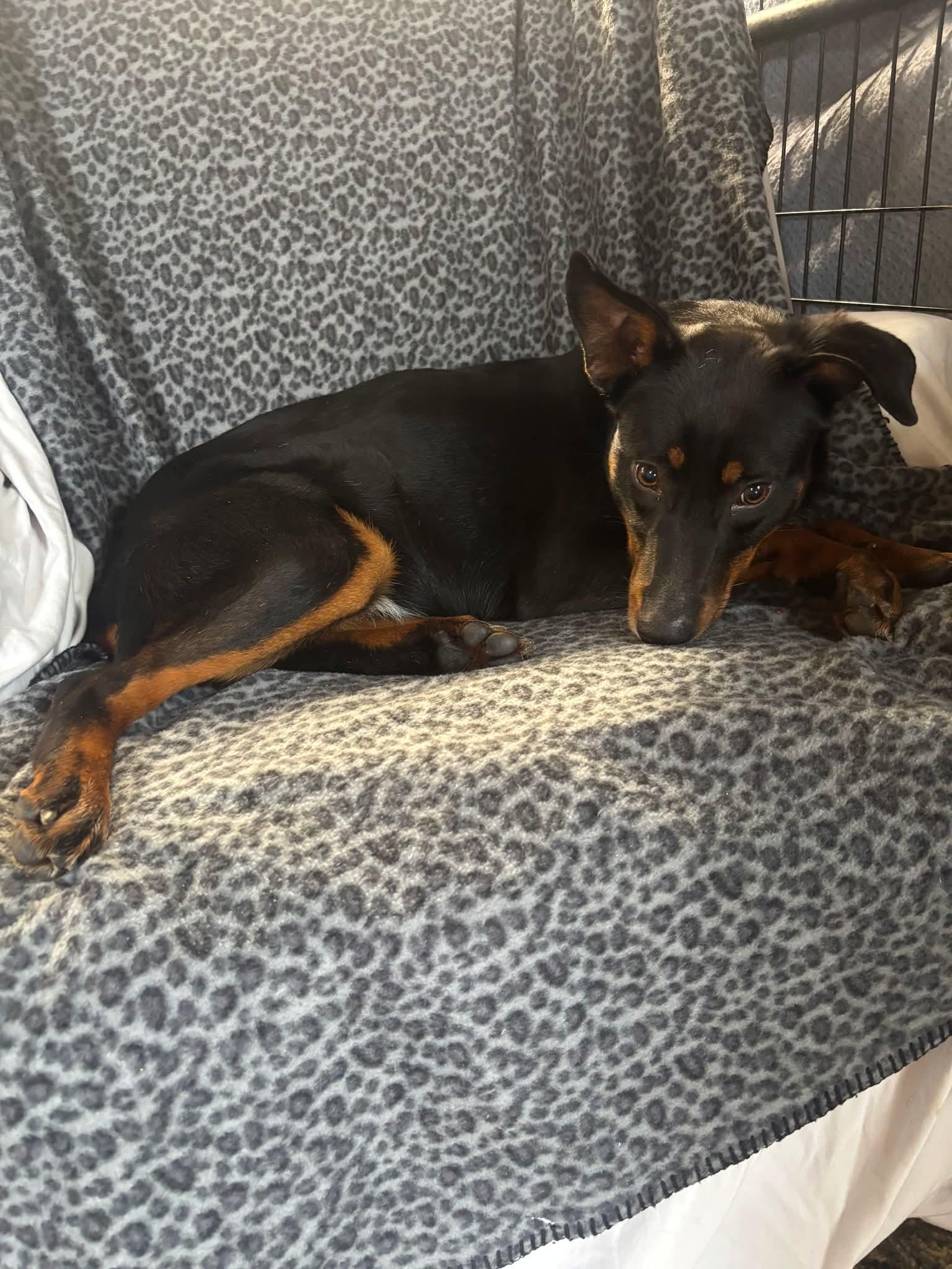 Enlarge Pheonix, a ADOPTABLE Doberman Pinscher in Shelbyville, TN image 3/3