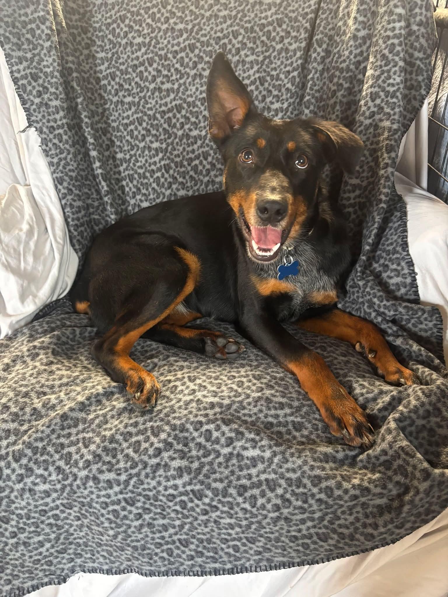 Enlarge Pheonix, a ADOPTABLE Doberman Pinscher in Shelbyville, TN image 2/3