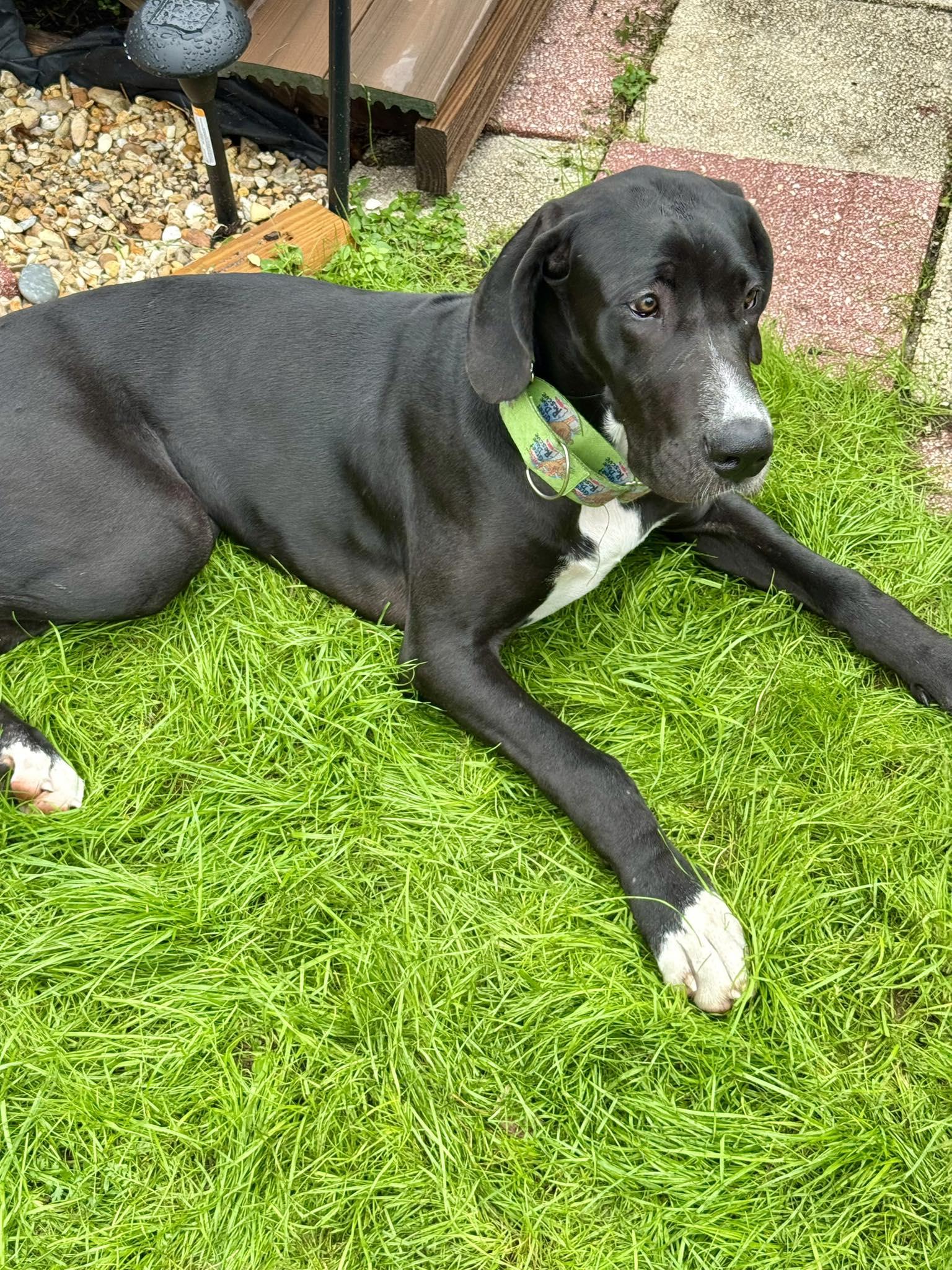 Karen, adopted, Puppy Female Great Dane.