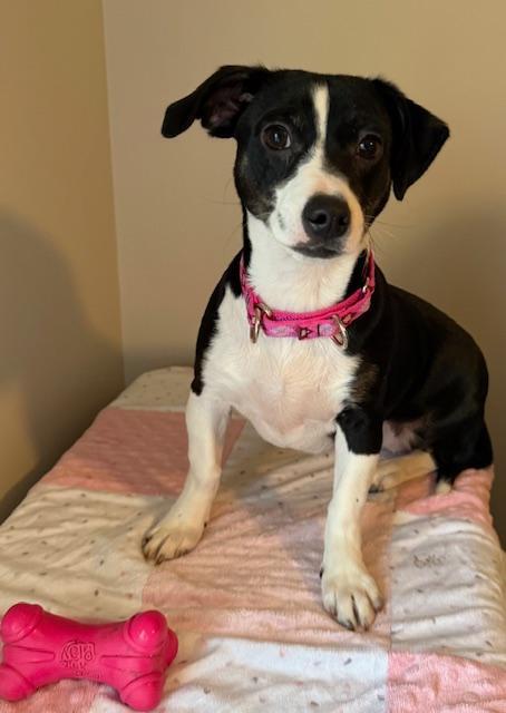 Enlarge Poppy, an adopted mixed breed in East Sparta, OH image 6/6