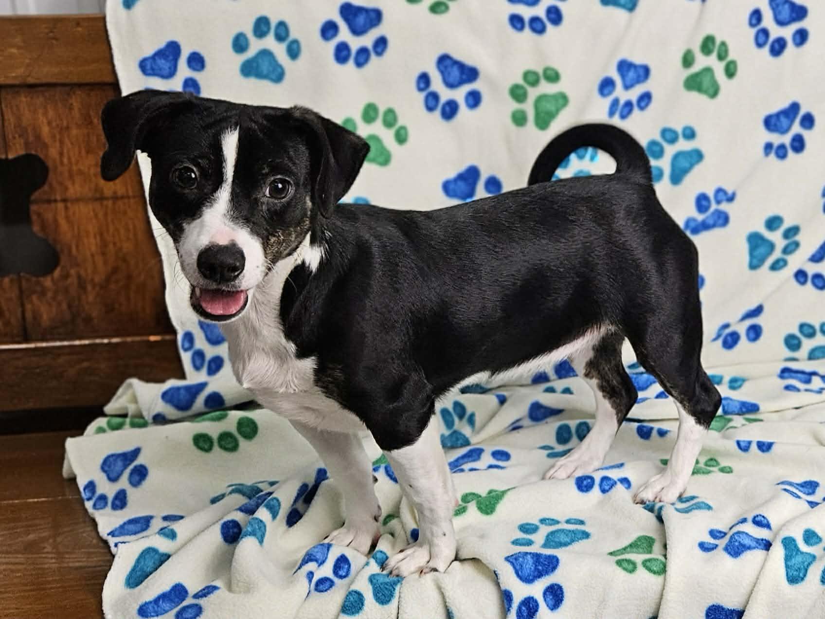 Enlarge Poppy, an adopted mixed breed in East Sparta, OH image 4/6