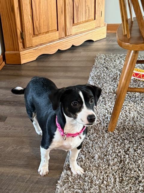 Poppy, adopted, Puppy Female Jack Russell Terrier & Dachshund.