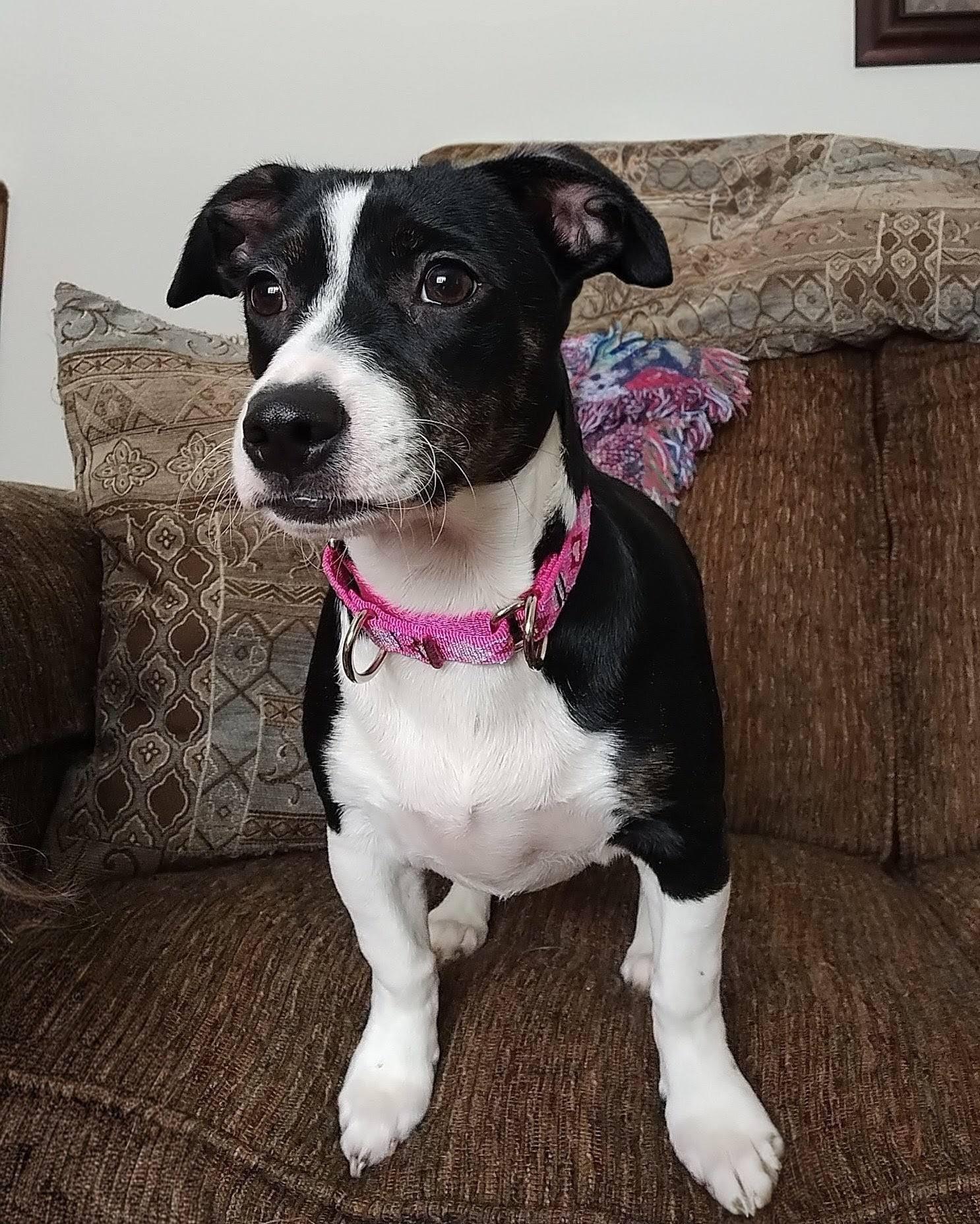 Enlarge Poppy, a Adoptable mixed breed in East Sparta, OH image 1/1