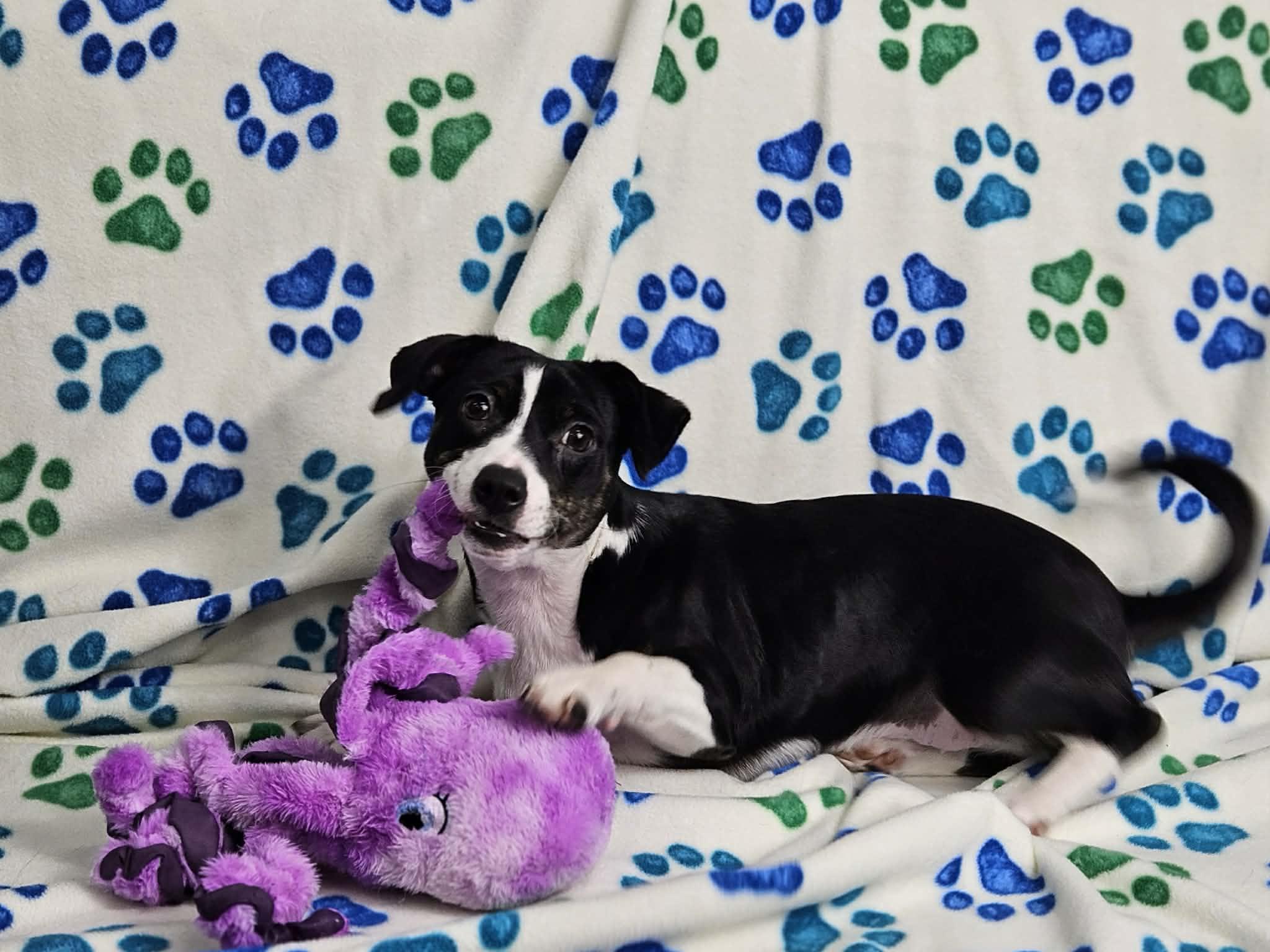 Enlarge Poppy, an adopted mixed breed in East Sparta, OH image 5/6