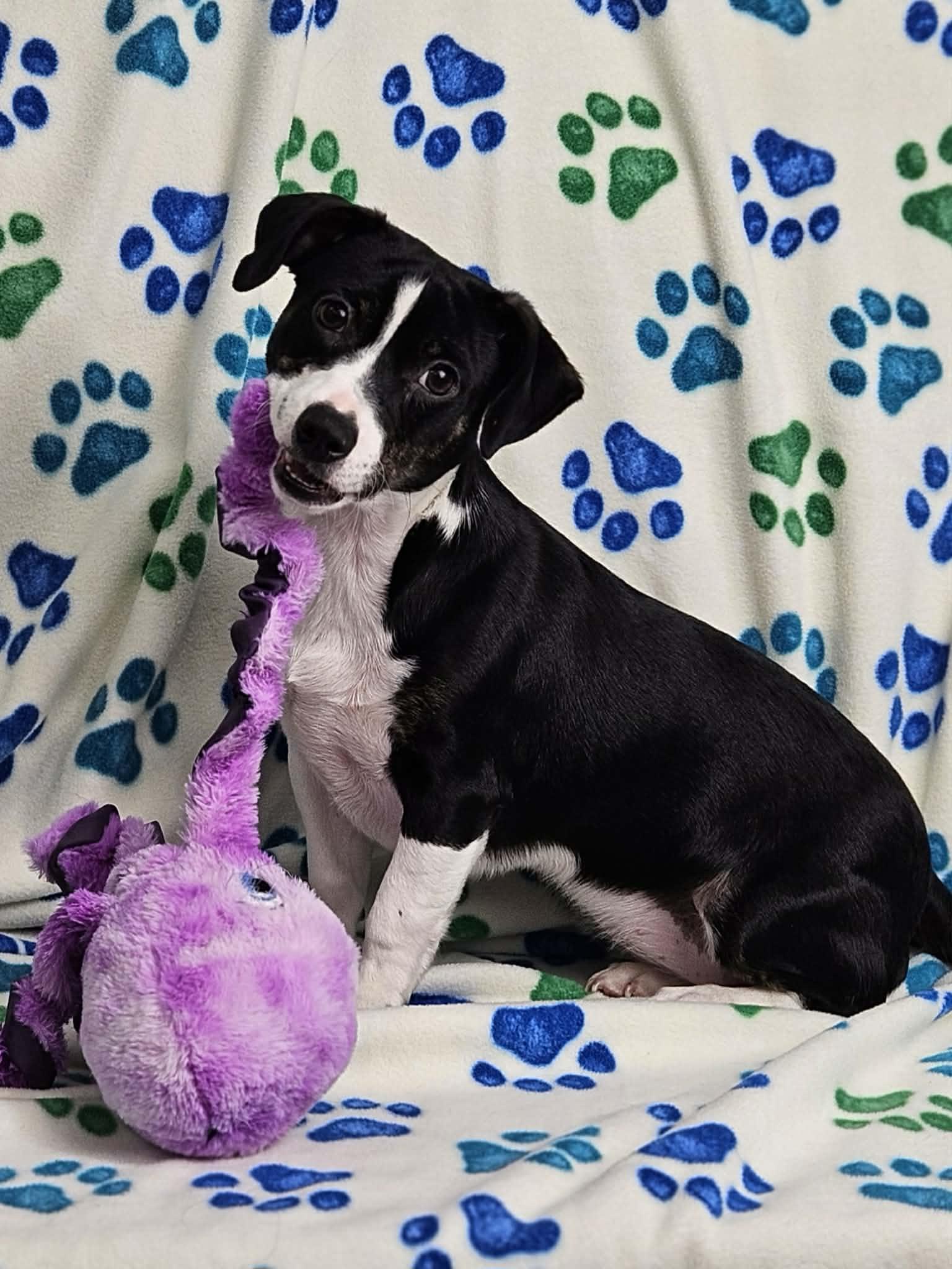 Enlarge Poppy, an adopted mixed breed in East Sparta, OH image 2/6