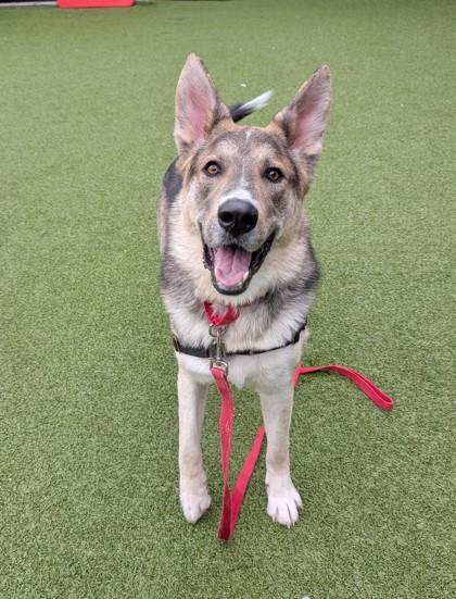 Sunny, a Adoptable mixed breed in Bellevue, WA image 1/3