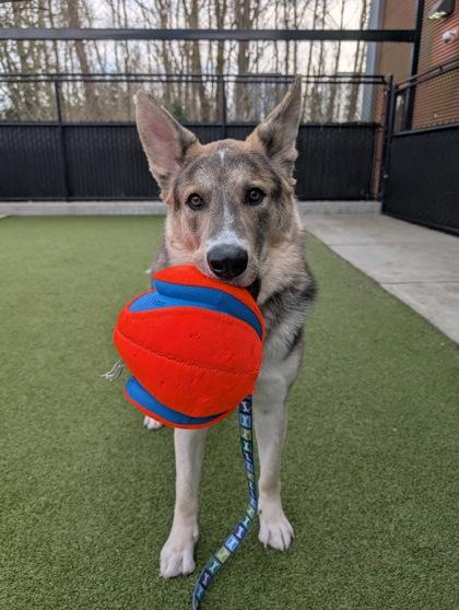 Sunny, a Adoptable mixed breed in Bellevue, WA image 2/3