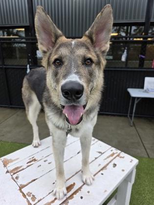 Sunny, a Adoptable mixed breed in Bellevue, WA image 3/3