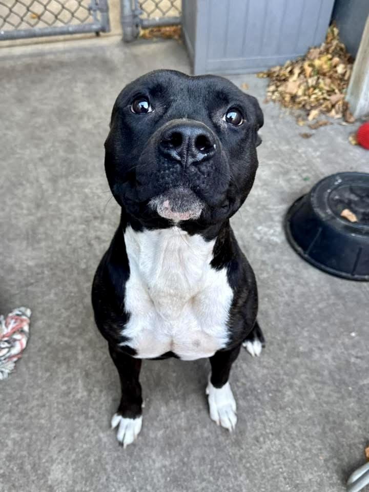 Ansel, a ADOPTABLE Pit Bull Terrier in Chicago, IL image 1/4