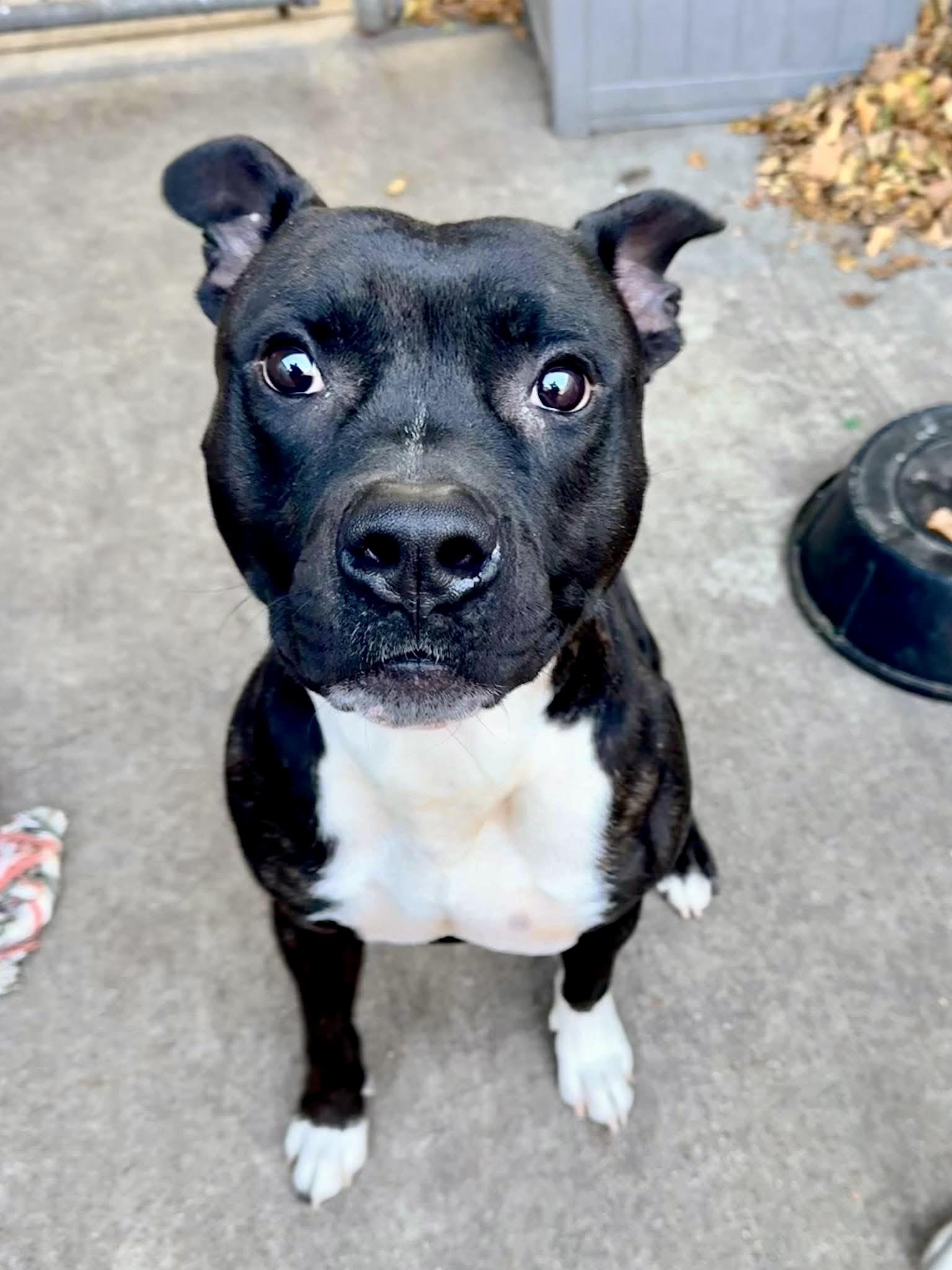 Ansel, a ADOPTABLE Pit Bull Terrier in Chicago, IL image 2/4