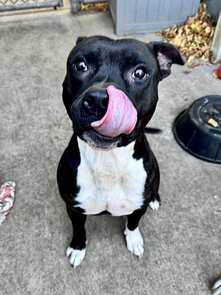 Ansel, a ADOPTABLE Pit Bull Terrier in Chicago, IL image 3/4