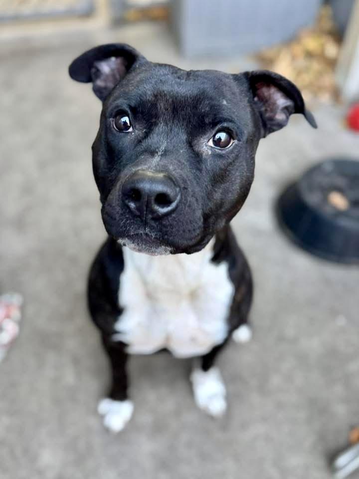 Ansel, a ADOPTABLE Pit Bull Terrier in Chicago, IL image 4/4