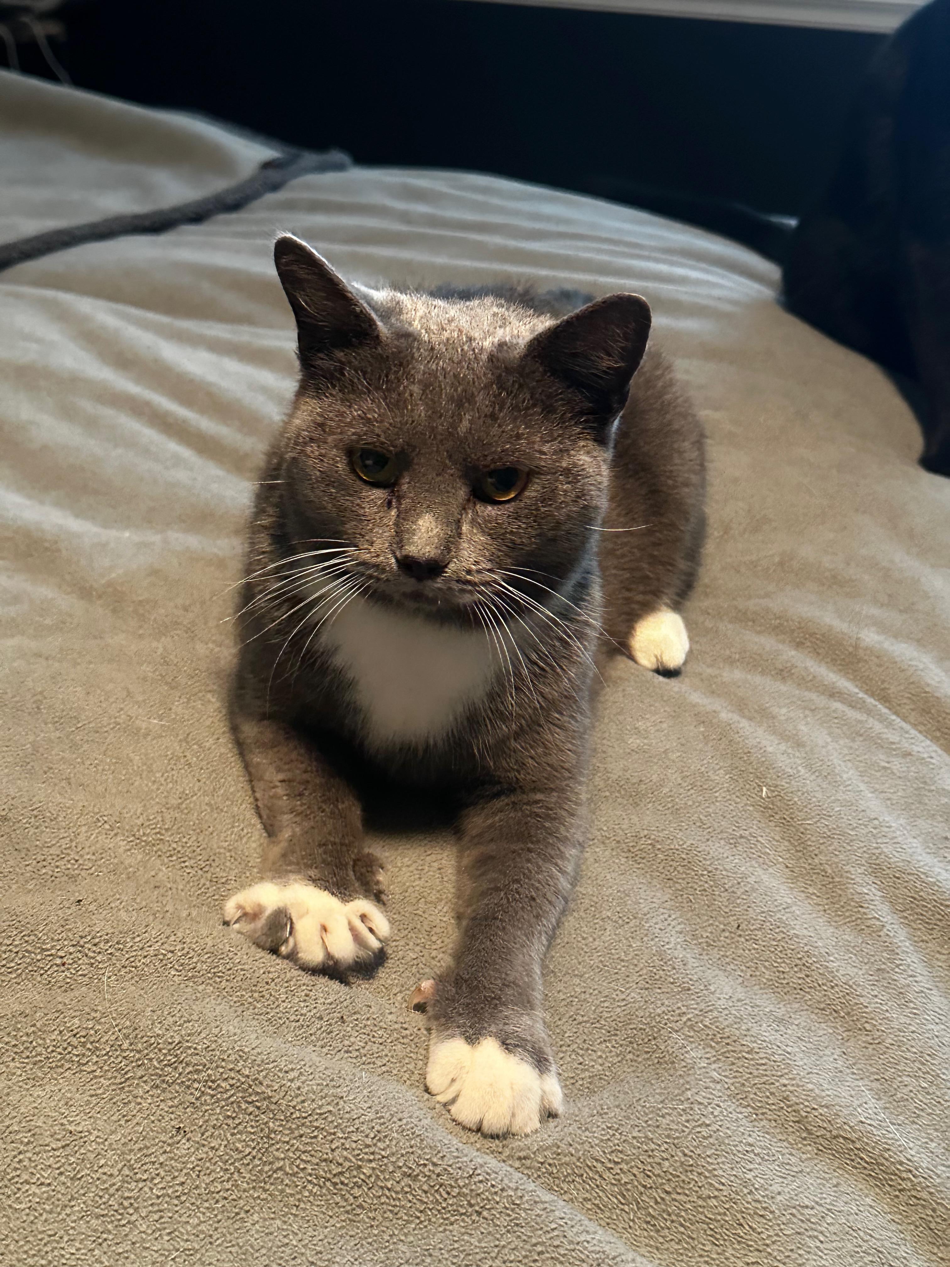 Enlarge Mittens, a Adoptable American Shorthair in Middleburg, FL image 1/2