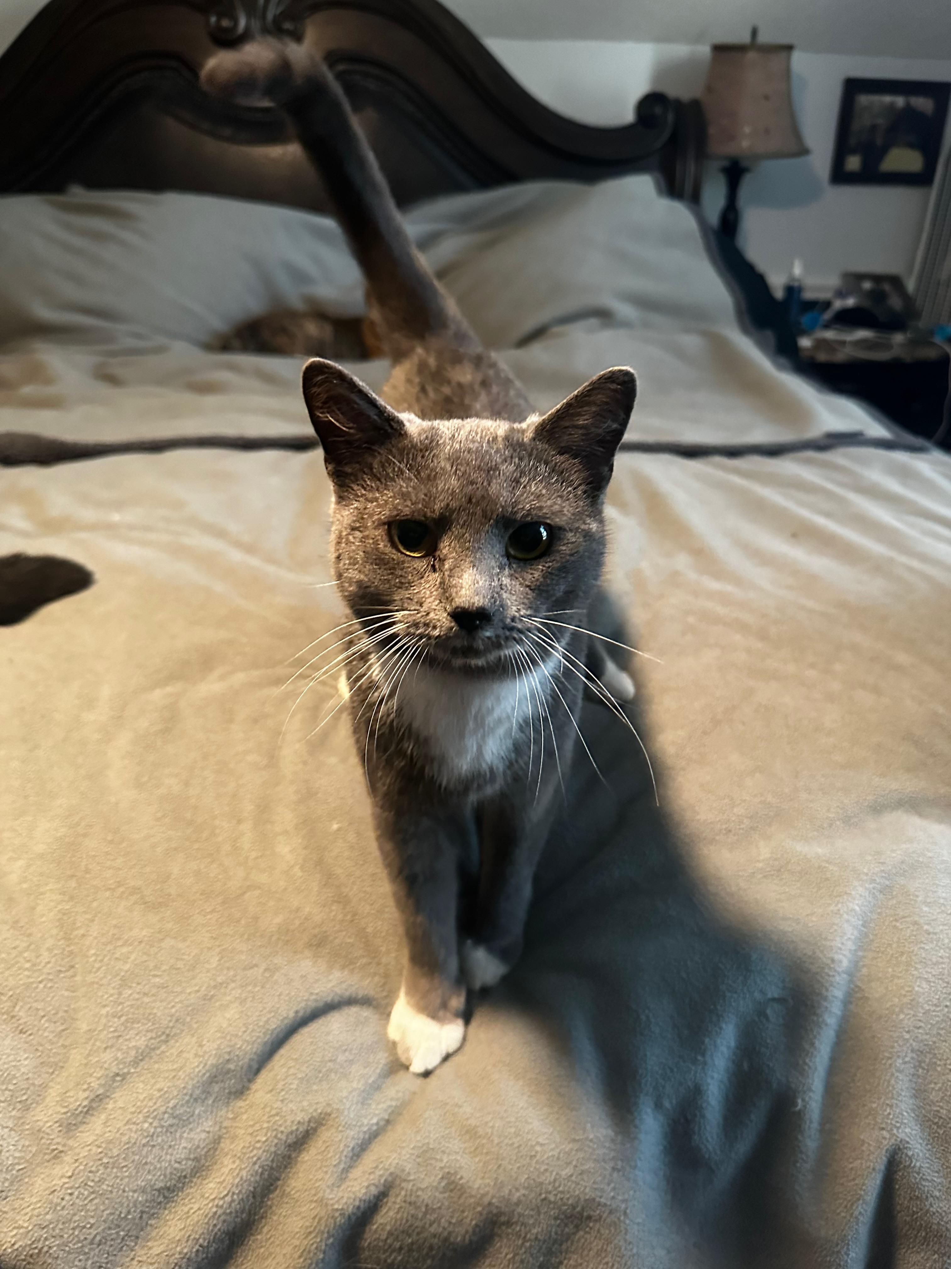 Enlarge Mittens, a Adoptable American Shorthair in Middleburg, FL image 2/2