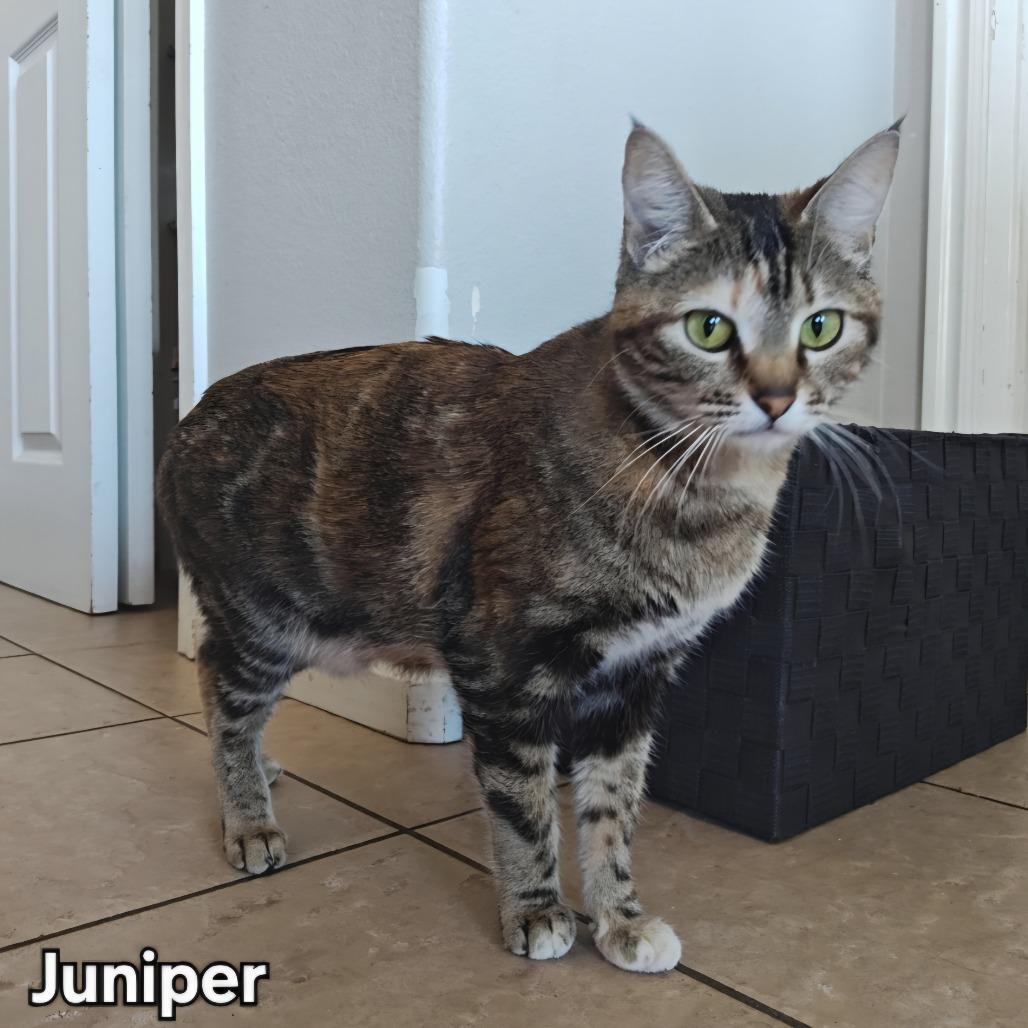 Juniper, Adoptable, Young Female Domestic Short Hair.