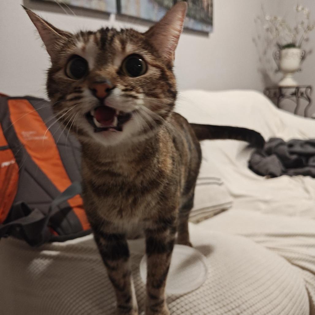 Enlarge Juniper, a Adoptable Domestic Short Hair in Layton, UT image 2/2