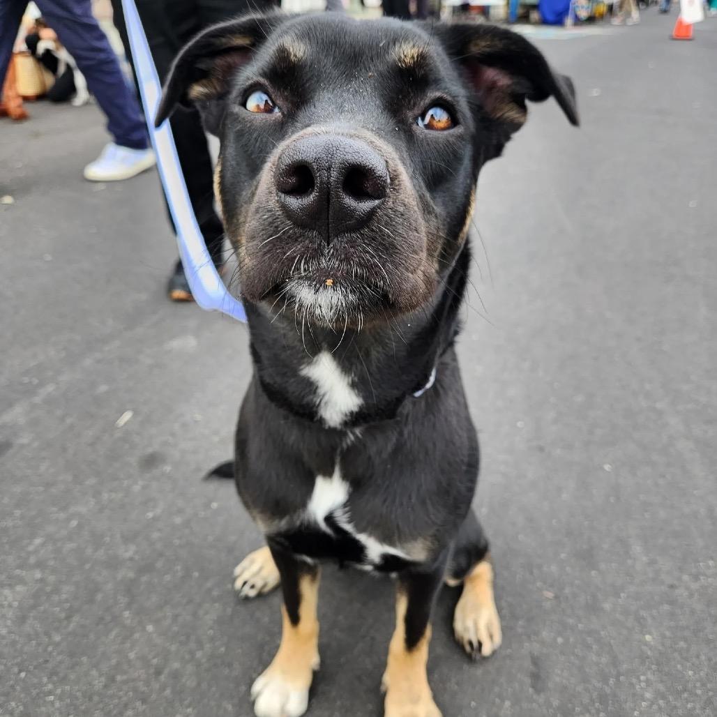 Cocoa Puff, Adoptable, Young Female Mixed Breed.