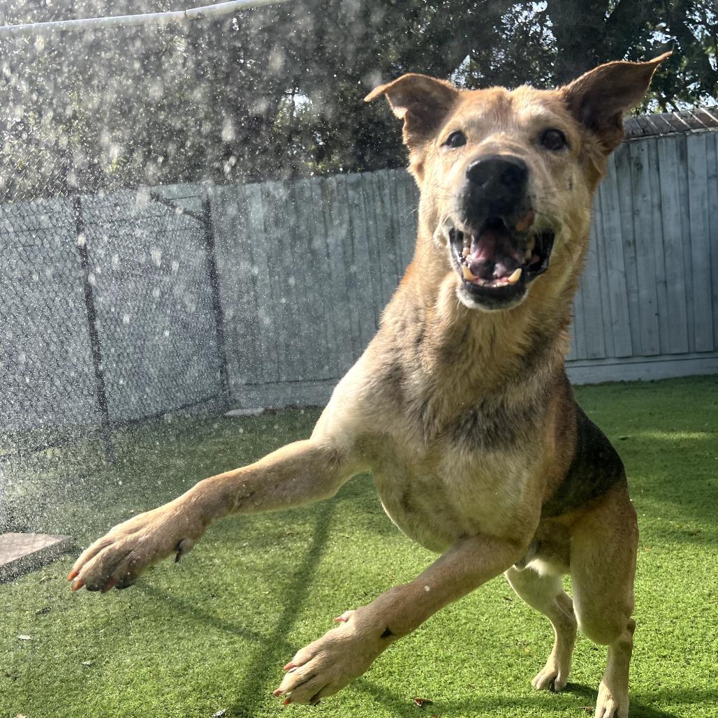 Enlarge Mark, a Adoptable mixed breed in Merritt Island, FL image 1/6