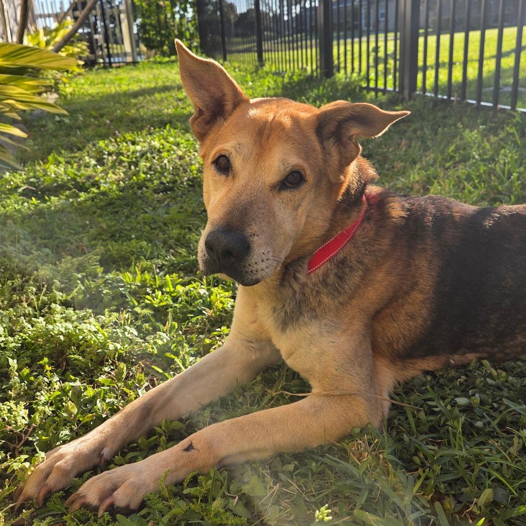 Enlarge Mark, a Adoptable mixed breed in Merritt Island, FL image 2/6