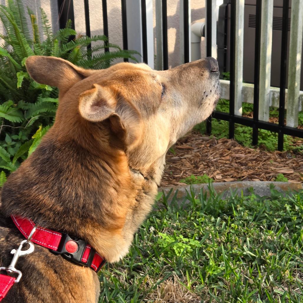 Enlarge Mark, a Adoptable mixed breed in Merritt Island, FL image 3/6