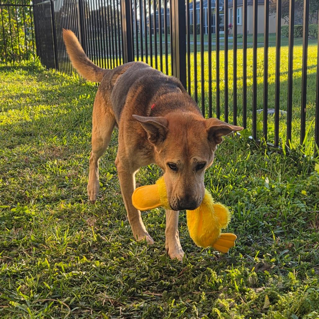 Enlarge Mark, a Adoptable mixed breed in Merritt Island, FL image 4/6