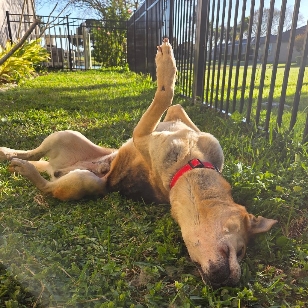 Enlarge Mark, a Adoptable mixed breed in Merritt Island, FL image 5/6