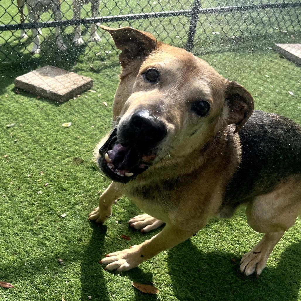 Enlarge Mark, a Adoptable mixed breed in Merritt Island, FL image 6/6