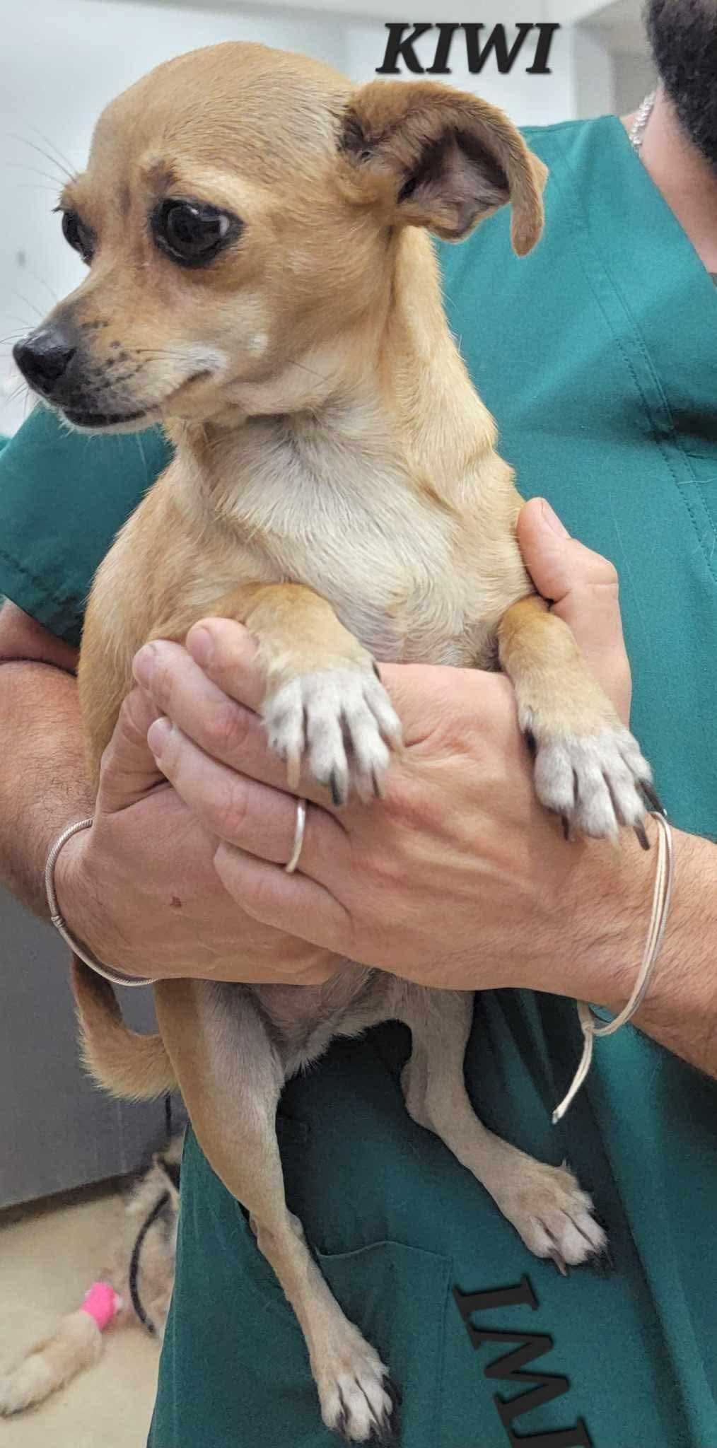 Kiwi, adopted, Adult Female Chihuahua.