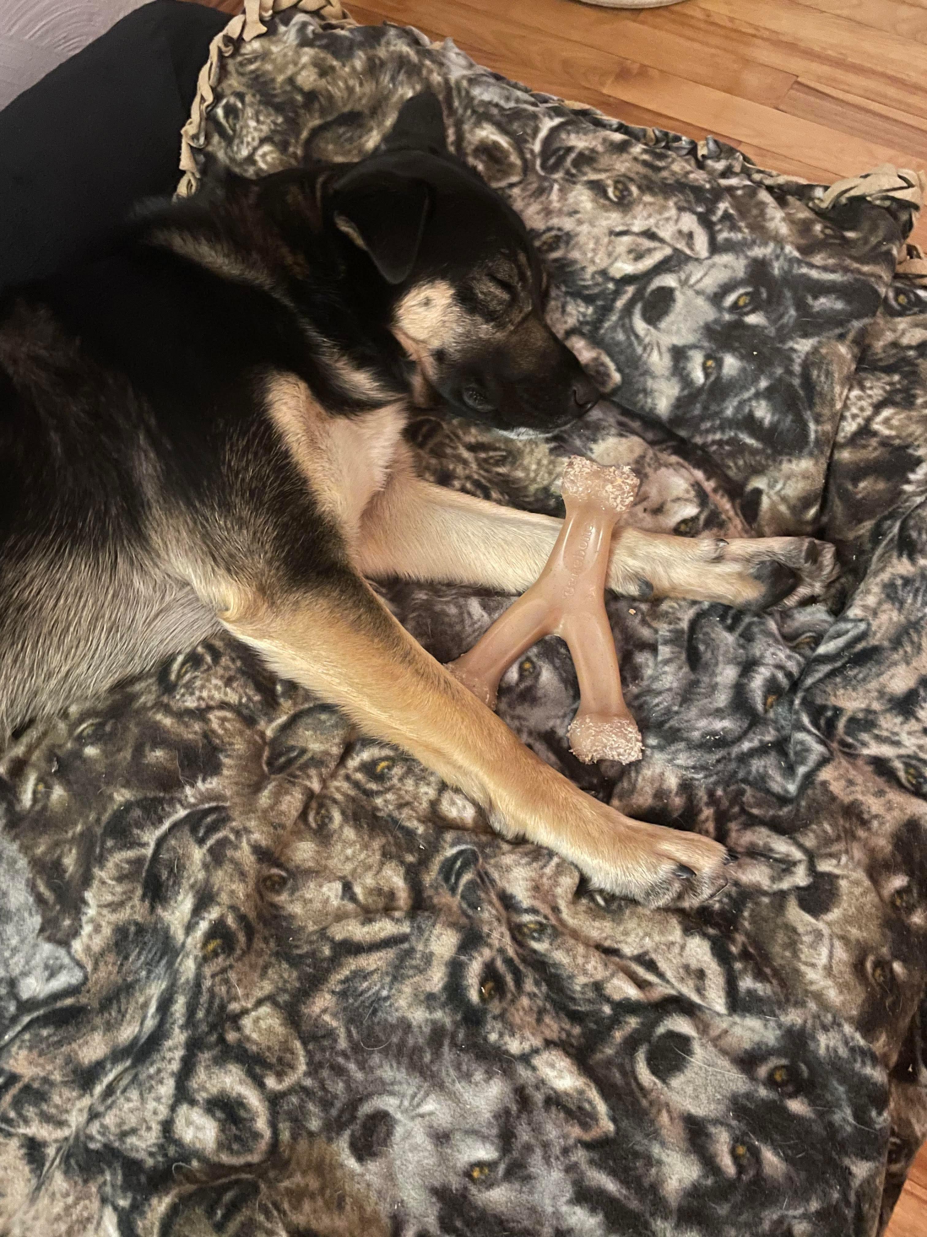 Reyna, a ADOPTABLE Mixed Breed in De Pere, WI image 2/3