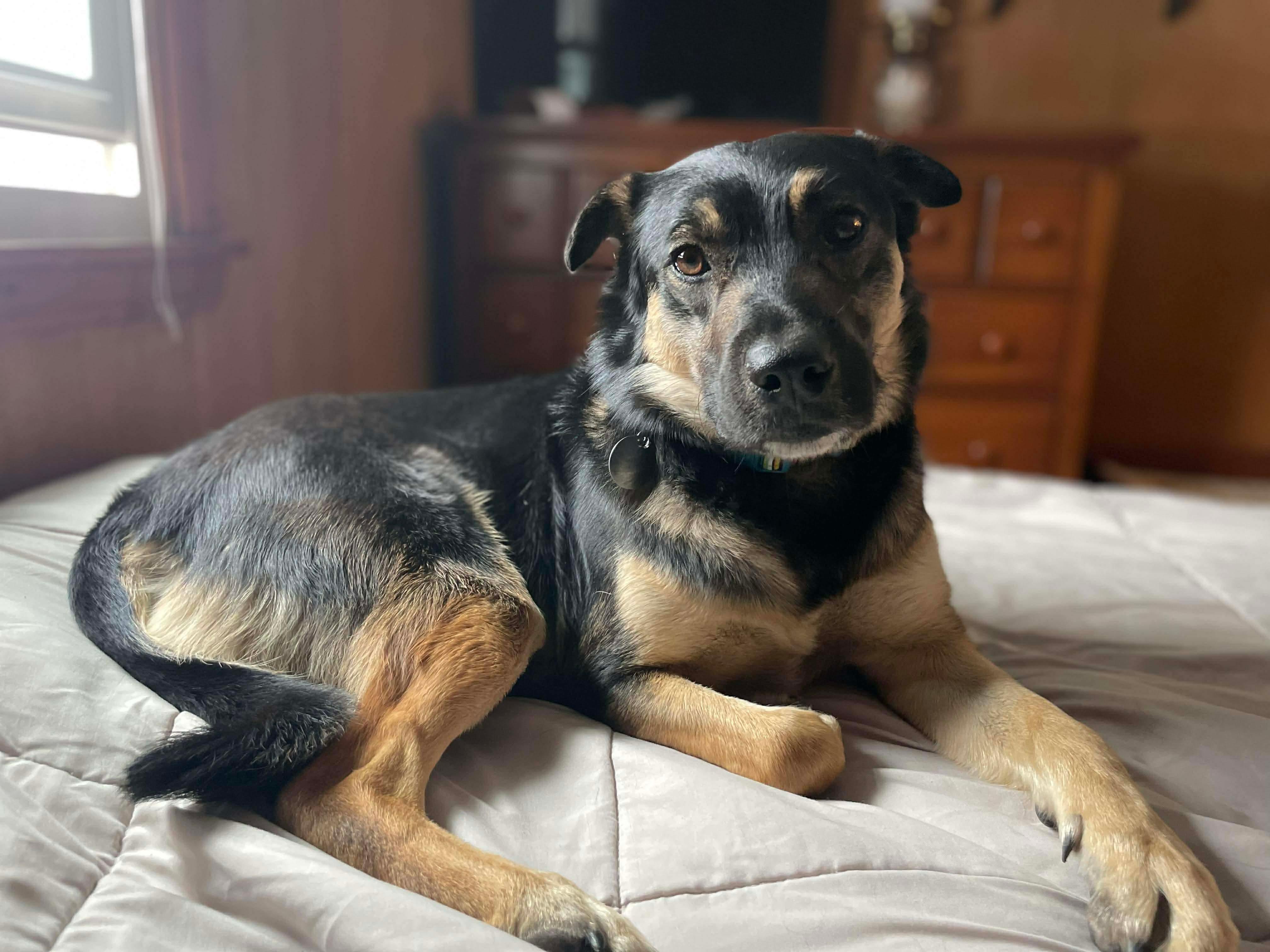 Reyna, ADOPTABLE, Young Female Mixed Breed.