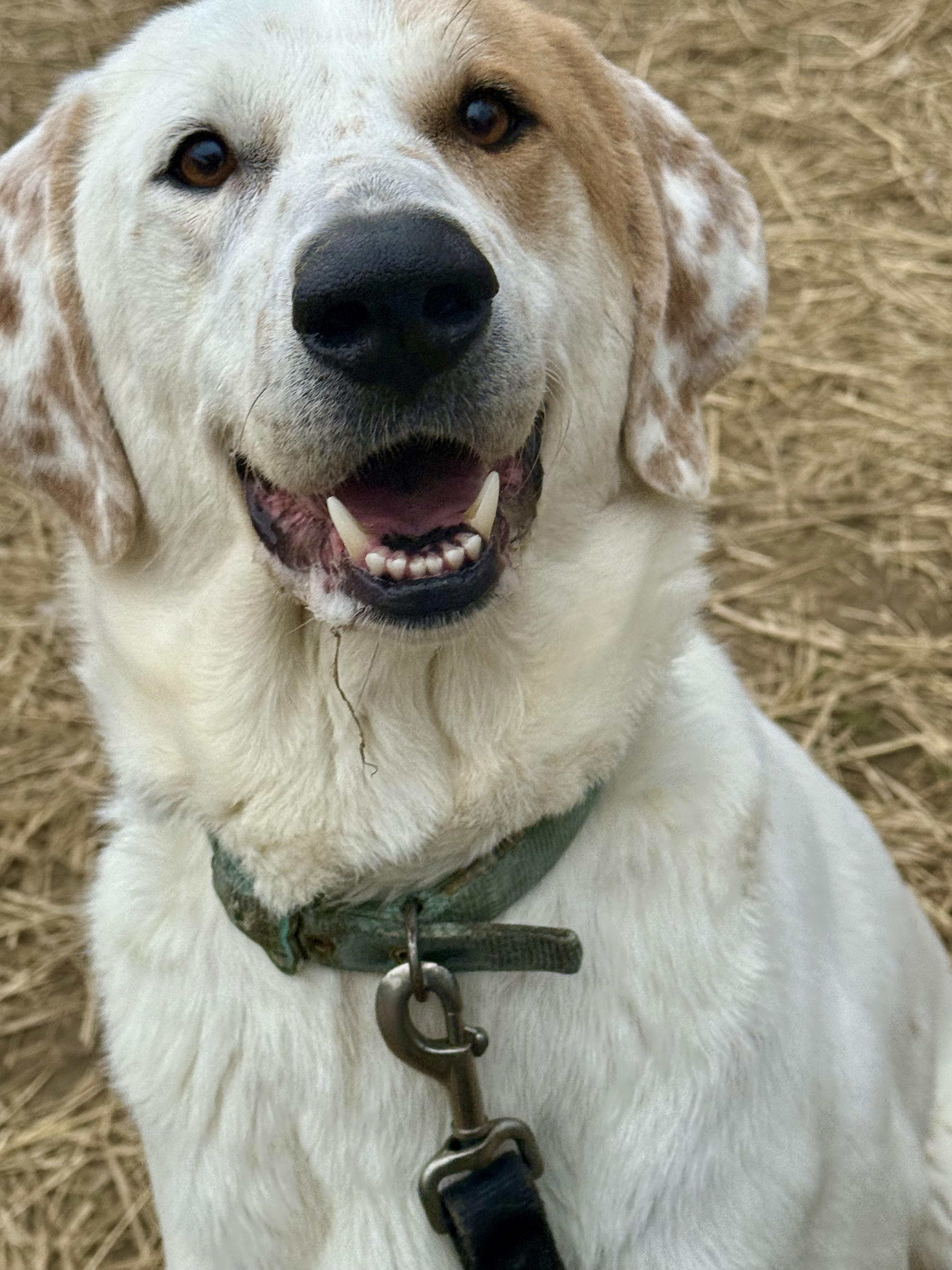 Scarecrow, Adoptable, Adult Female Great Pyrenees.