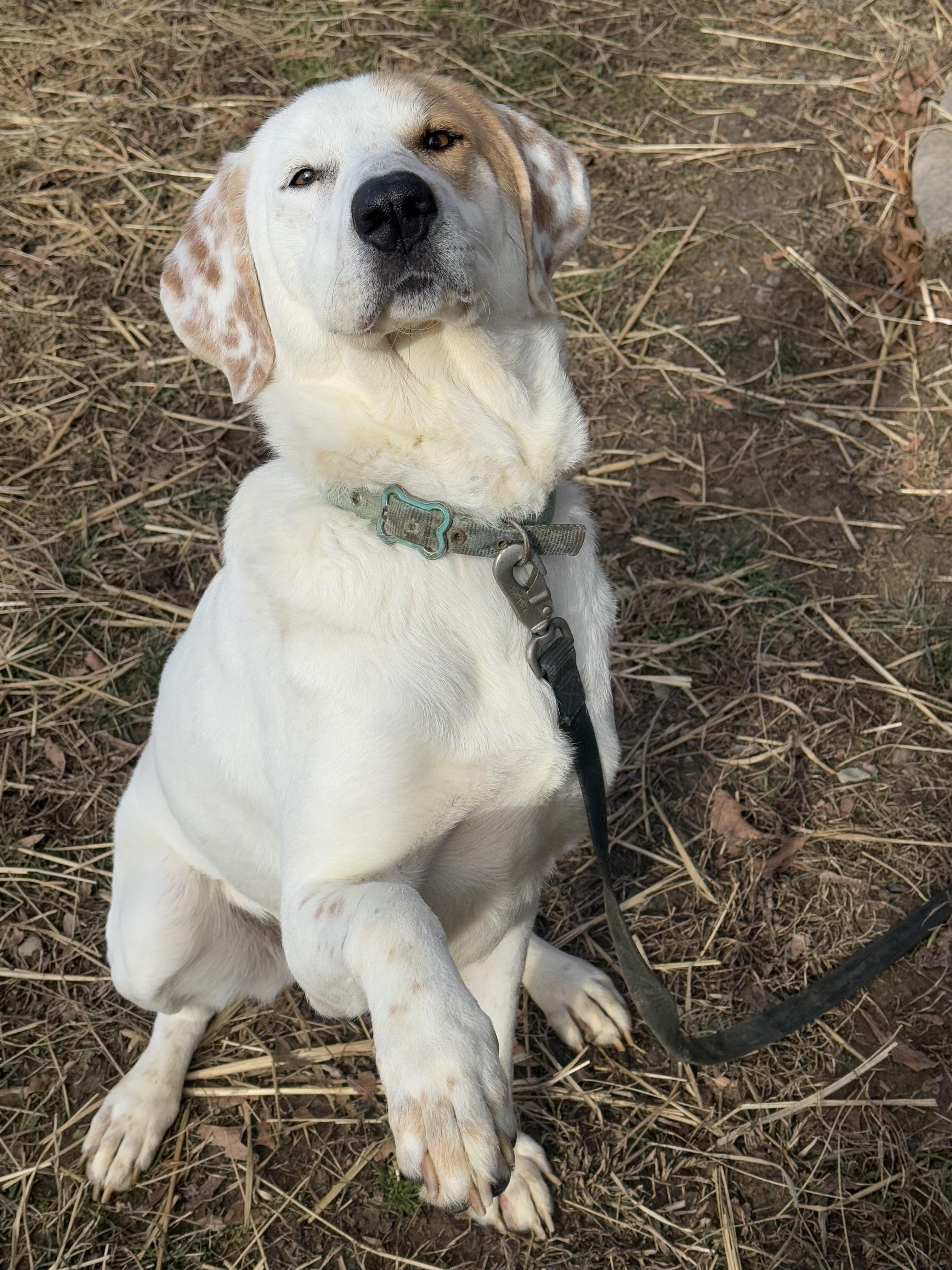Enlarge Scarecrow, a Adoptable mixed breed in Marshall, NC image 2/6
