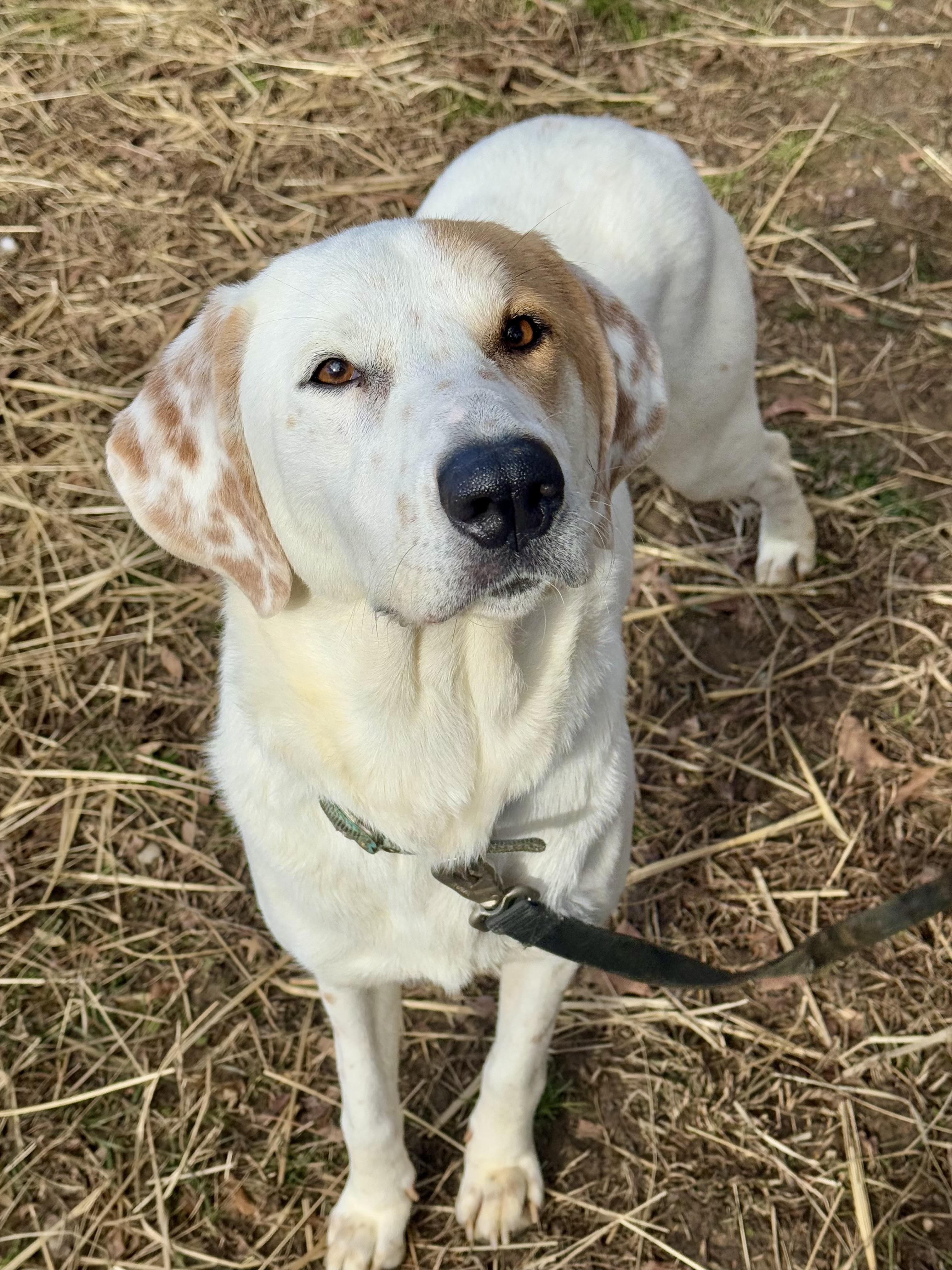 Enlarge Scarecrow, a Adoptable mixed breed in Marshall, NC image 1/6