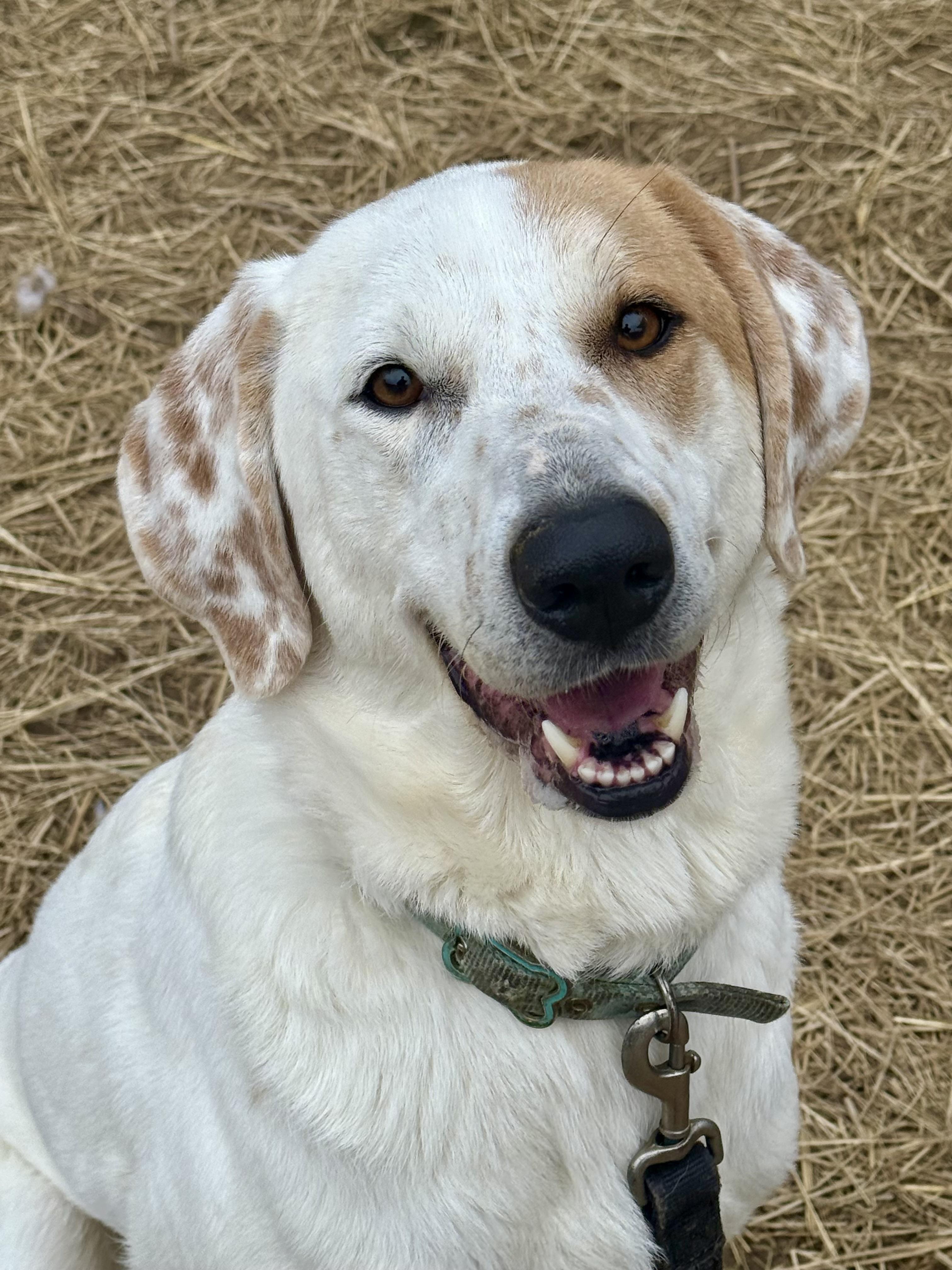 Enlarge Scarecrow, a Adoptable mixed breed in Marshall, NC image 1/6
