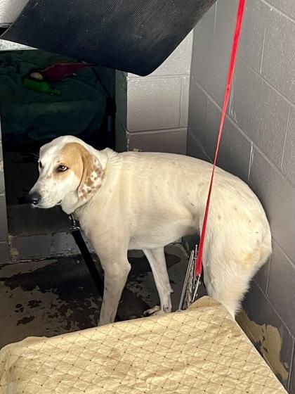 Scarecrow, Adoptable, Adult Female Great Pyrenees.