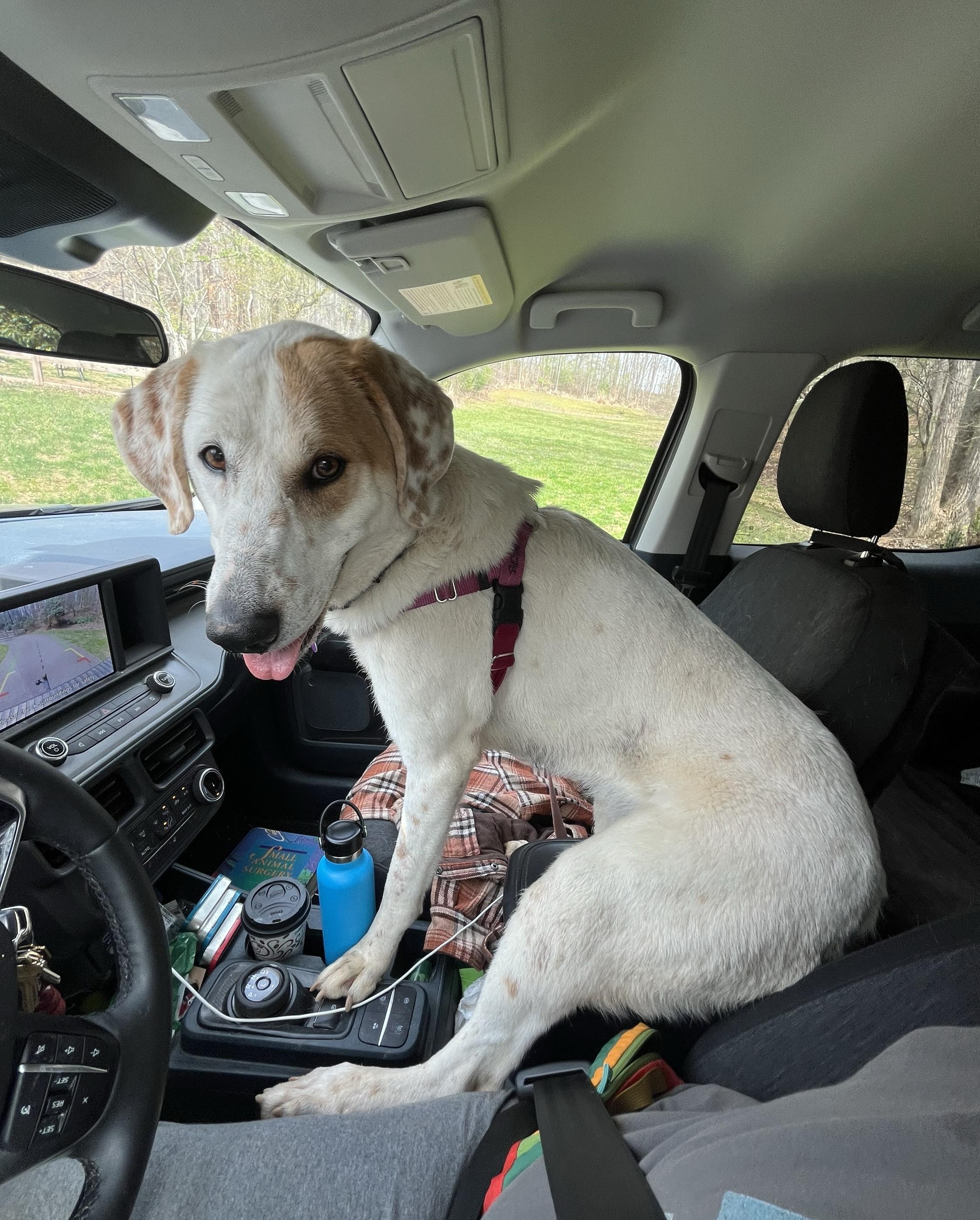 Enlarge Scarecrow, a Adoptable mixed breed in Marshall, NC image 4/6