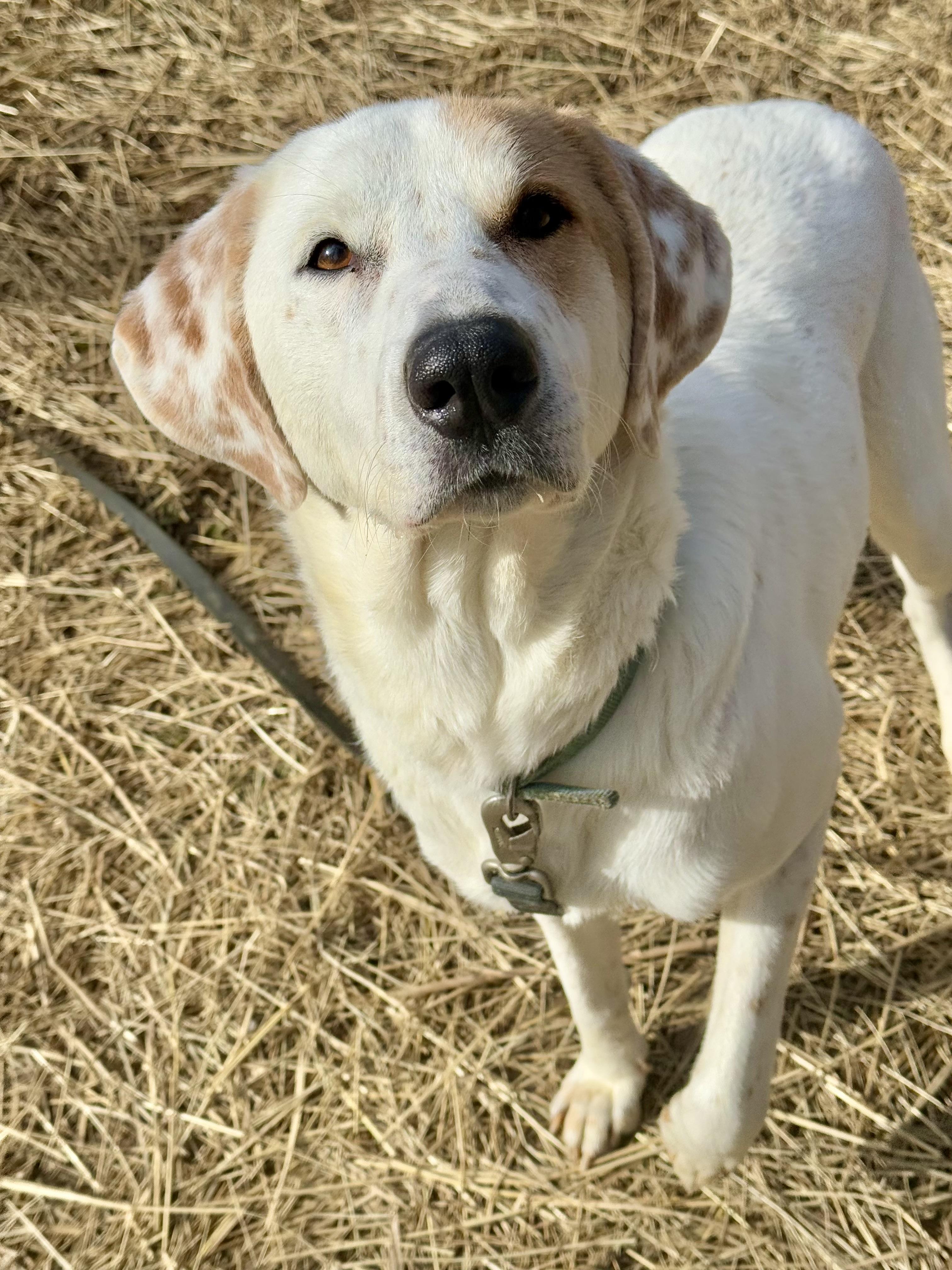 Enlarge Scarecrow, a Adoptable mixed breed in Marshall, NC image 3/6