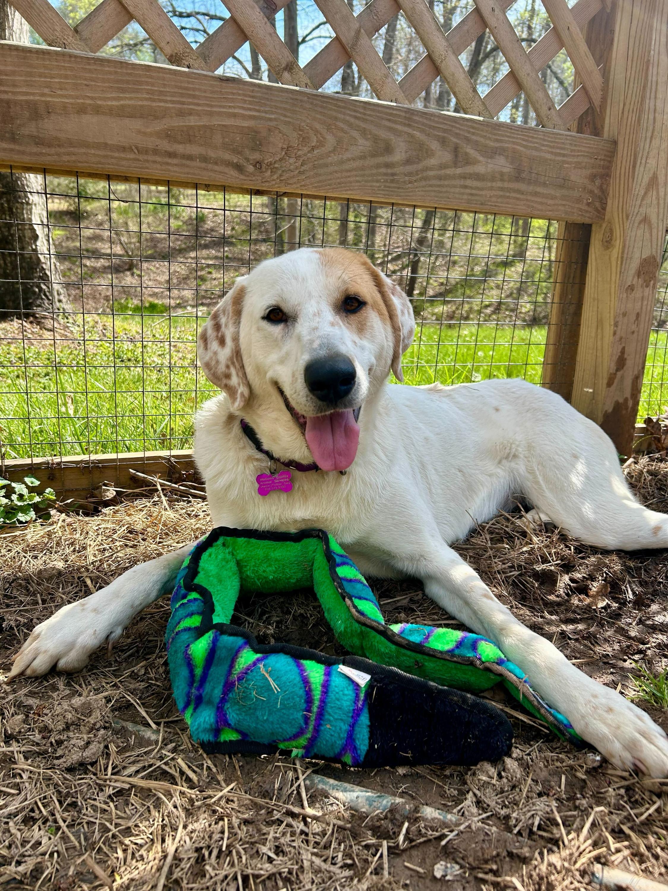 Enlarge Scarecrow, a Adoptable mixed breed in Marshall, NC image 2/6