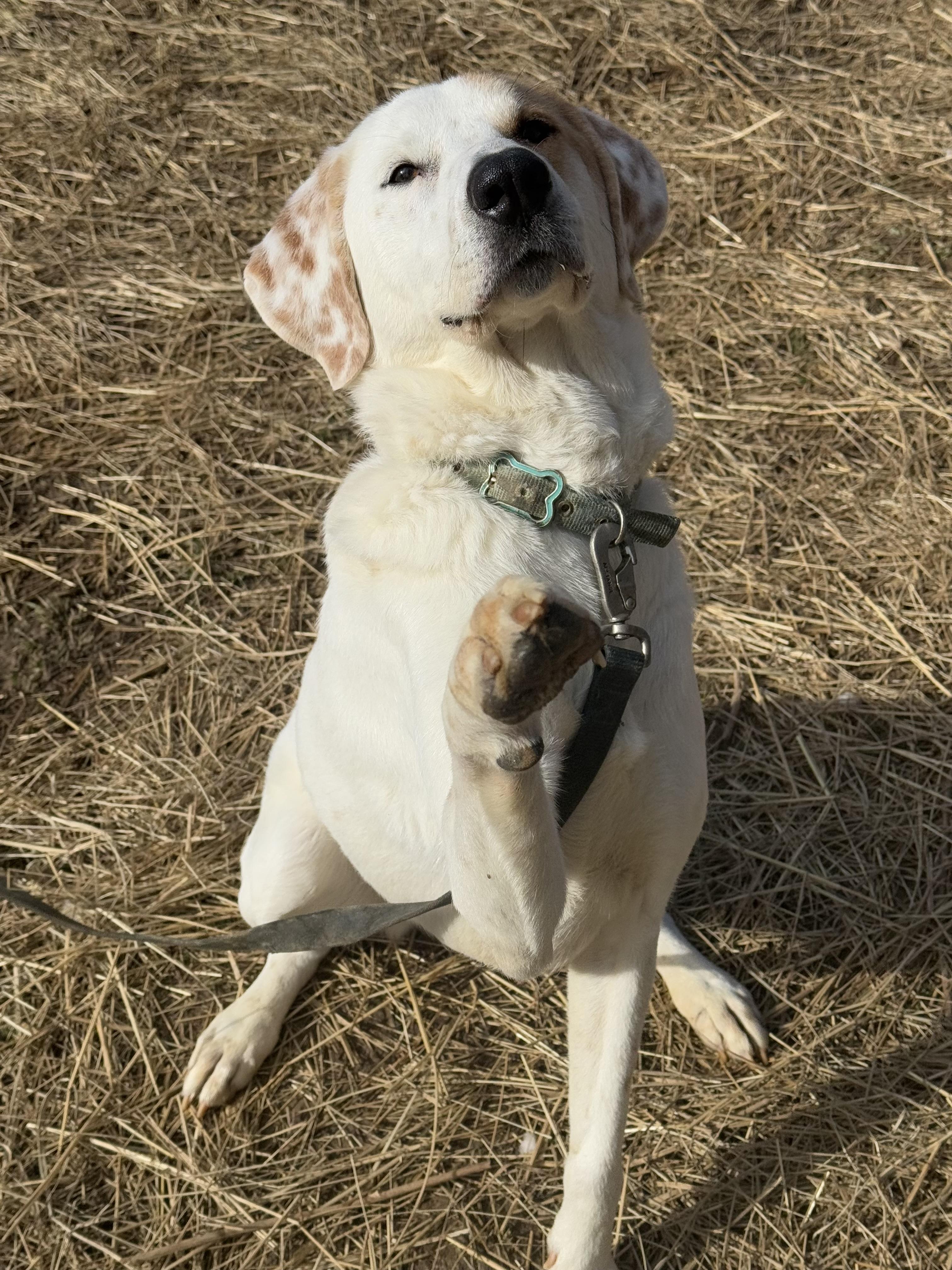 Enlarge Scarecrow, a Adoptable mixed breed in Marshall, NC image 4/6