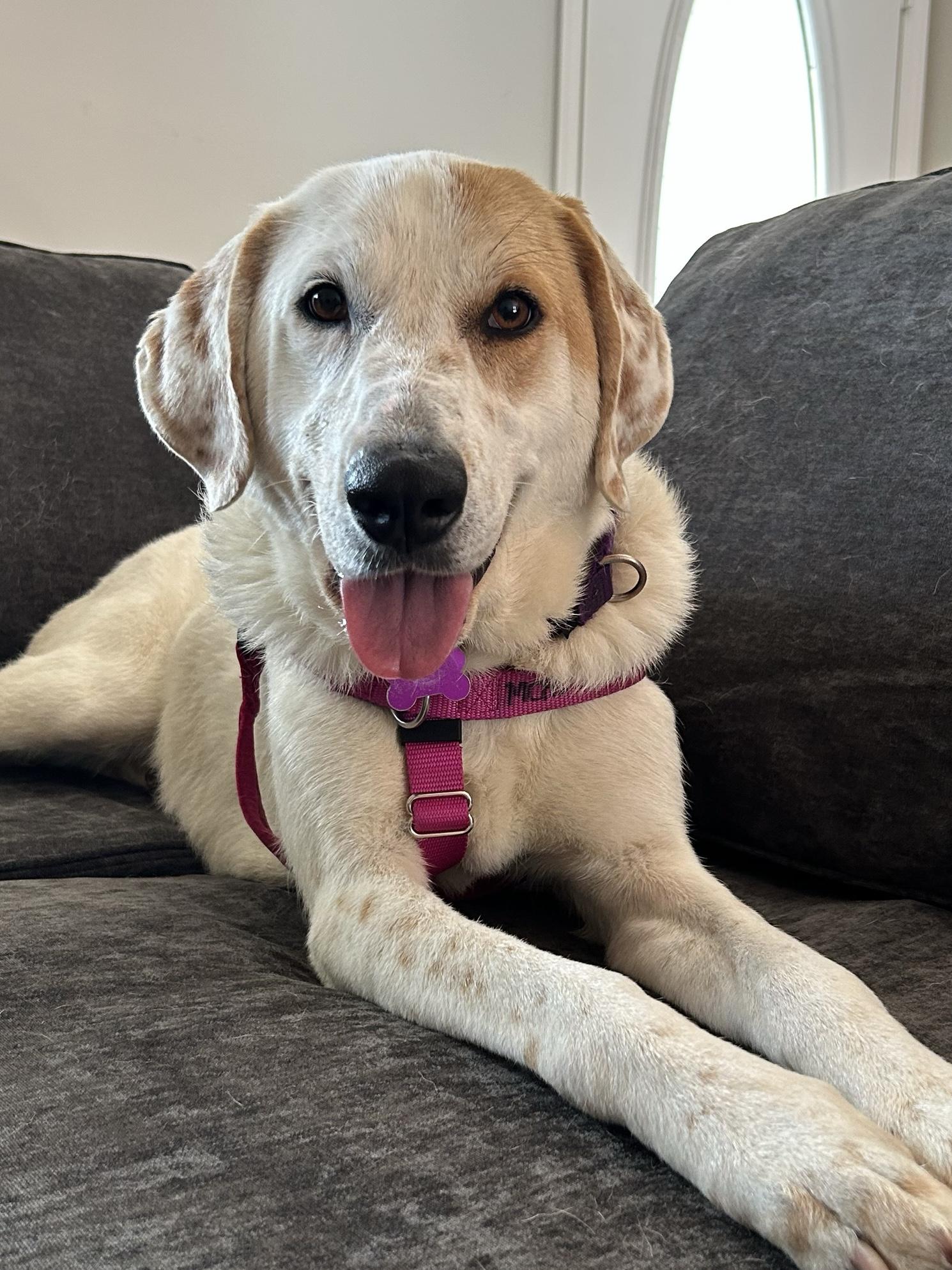 Scarecrow, Adoptable, Adult Female Great Pyrenees.