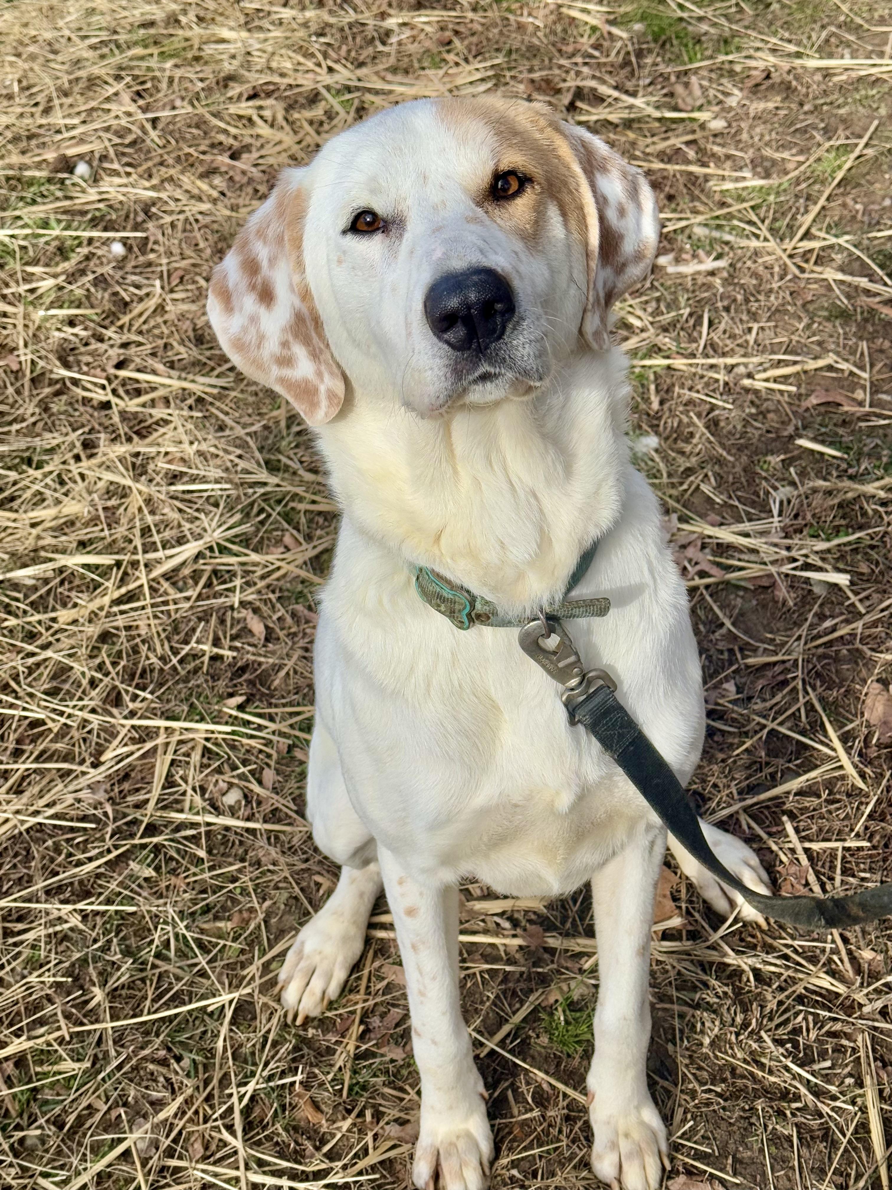 Enlarge Scarecrow, a Adoptable mixed breed in Marshall, NC image 5/6