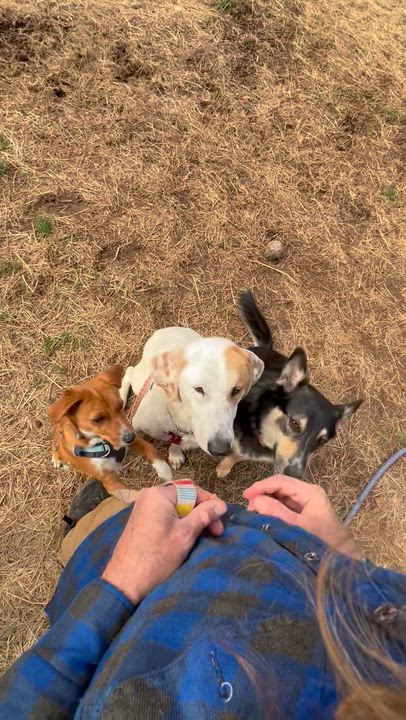 Enlarge Scarecrow, a Adoptable mixed breed in Marshall, NC video 2/6