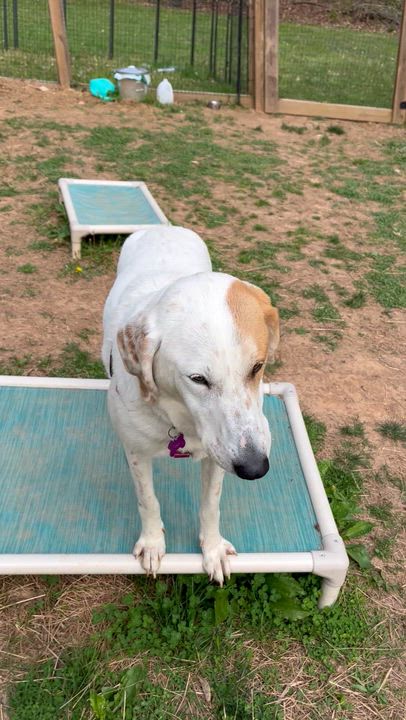 Enlarge Scarecrow, a Adoptable mixed breed in Marshall, NC video 6/6