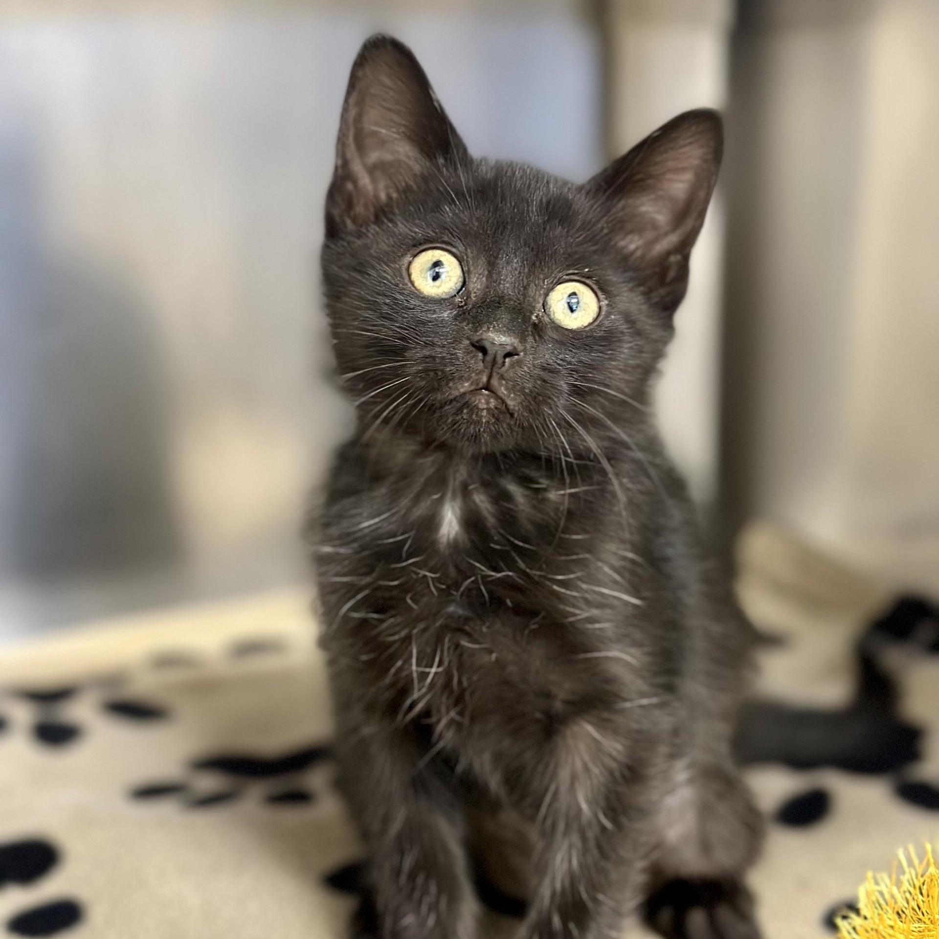 Beauty , an adopted Domestic Short Hair in Manahawkin, NJ image 1/2