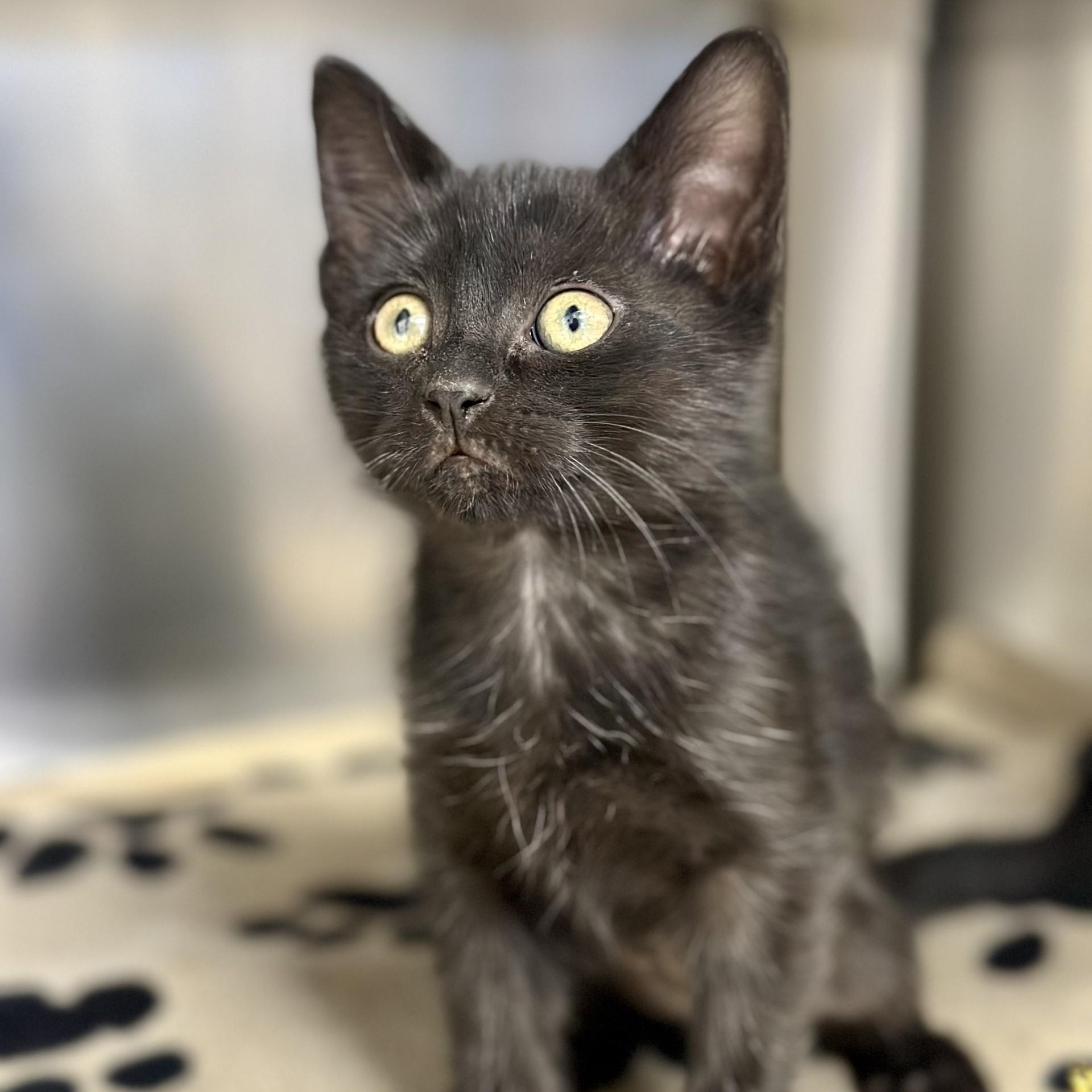 Beauty , an adopted Domestic Short Hair in Manahawkin, NJ image 2/2