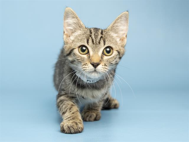 MONA, Adoptable, Kitten Female Domestic Short Hair.